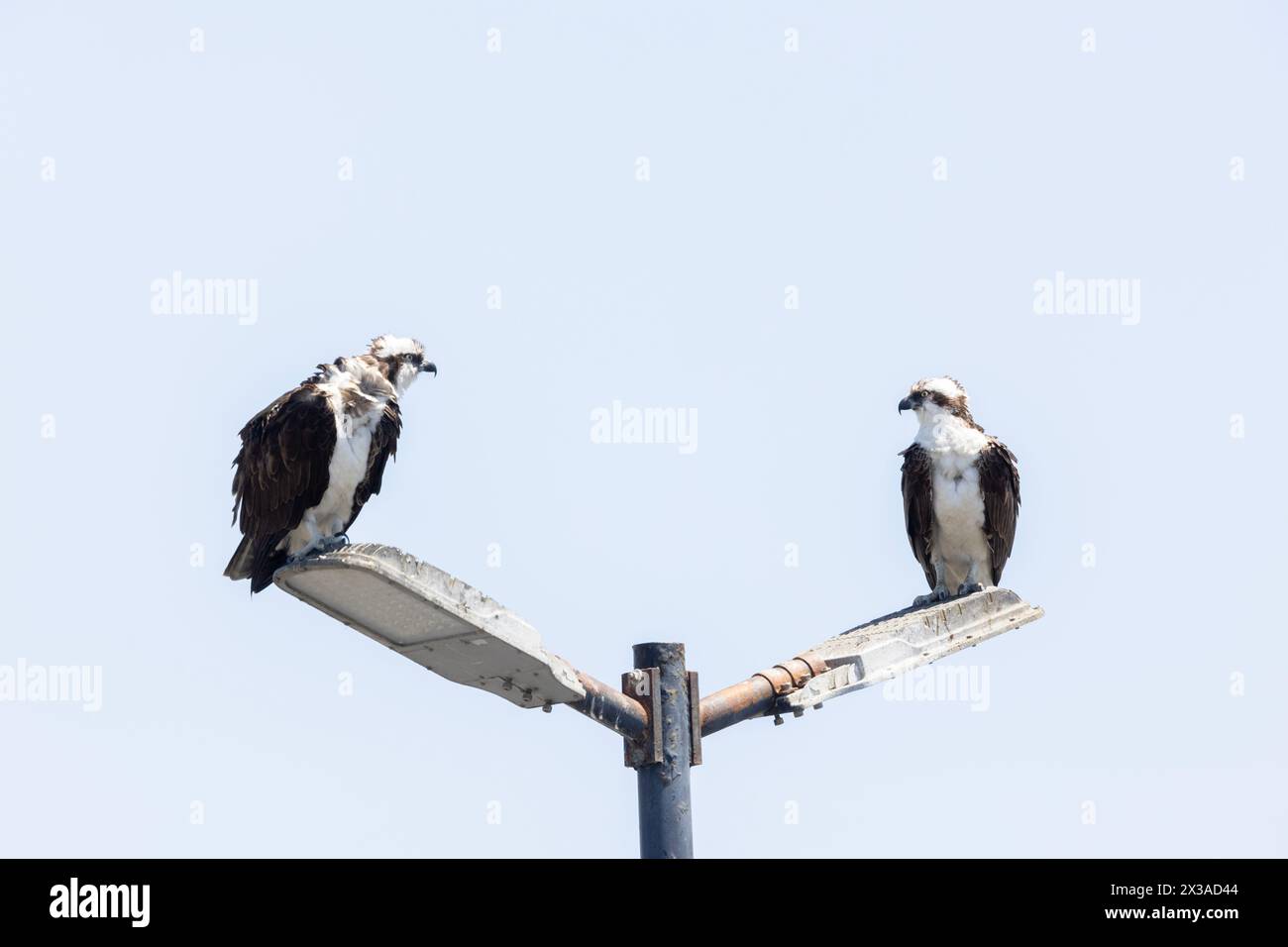 Osprey männlich und weiblich auf Lichtpfosten Stockfoto