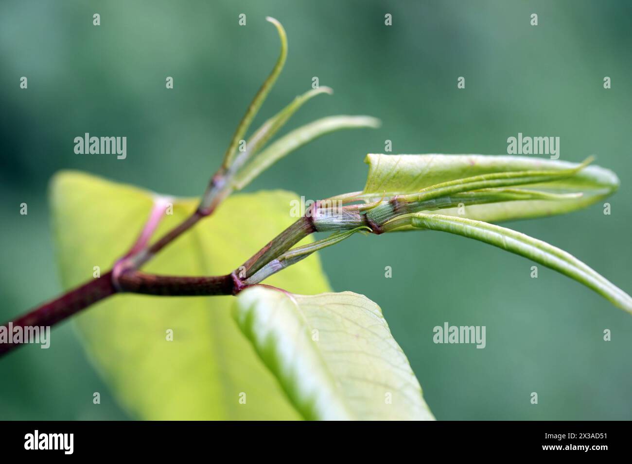 Invasive Neophyten der invasive Japanische Flügelknöterich beim