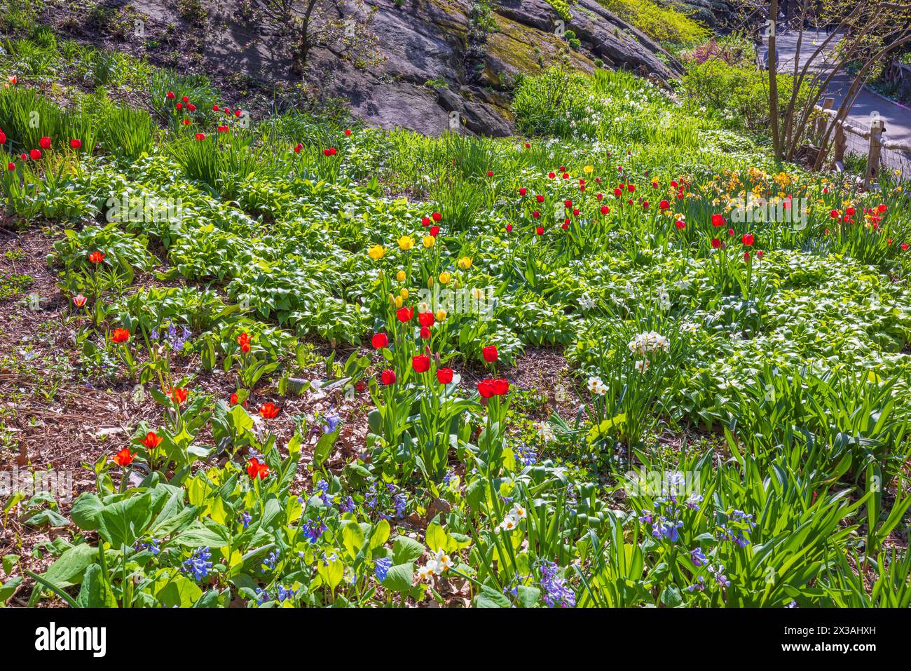 Wunderschöner Blick auf Frühlingsblumen, Tulpen und Narzissen, die am Fuße des Berges im Park blühen. Stockfoto