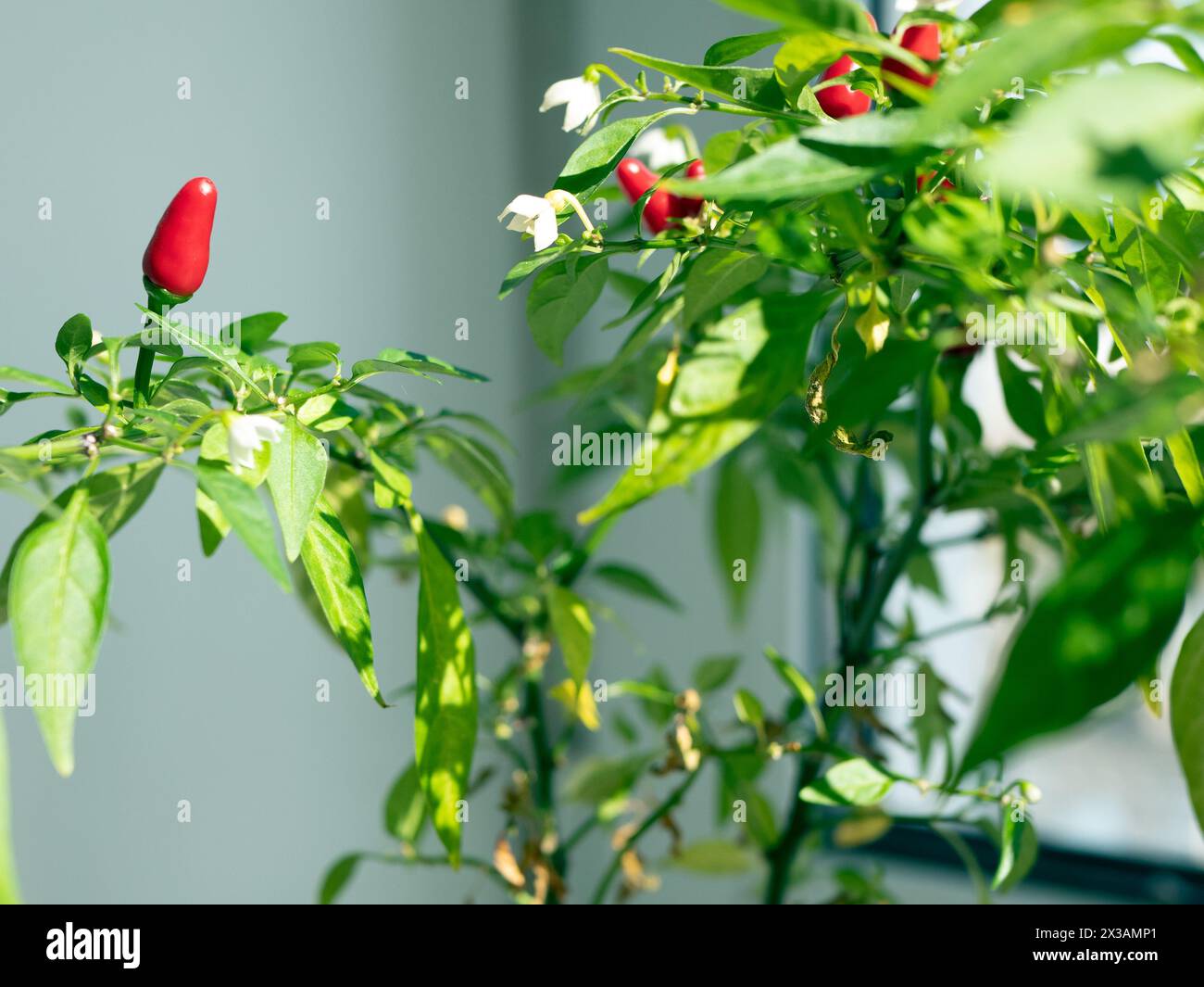 Thai Chili Pfeffer mit Blumen und Früchten, selektiver Fokus. Heiße Paprika als Zimmerpflanze Stockfoto