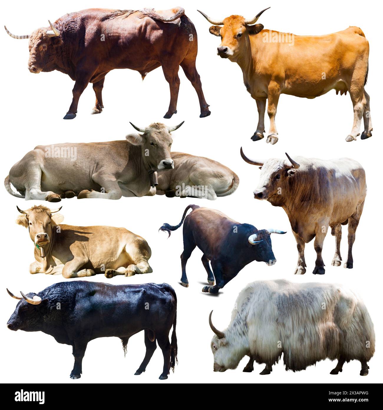 Sammlung isolierter Kühe auf weißem Hintergrund Stockfoto