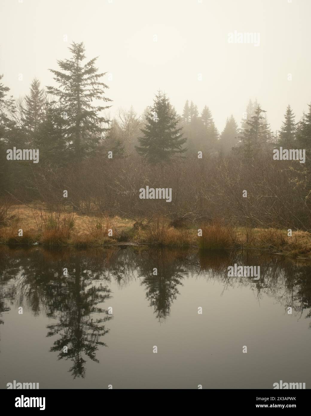 Kiefern spiegeln sich in einem Teich auf Beals Island, Maine Stockfoto
