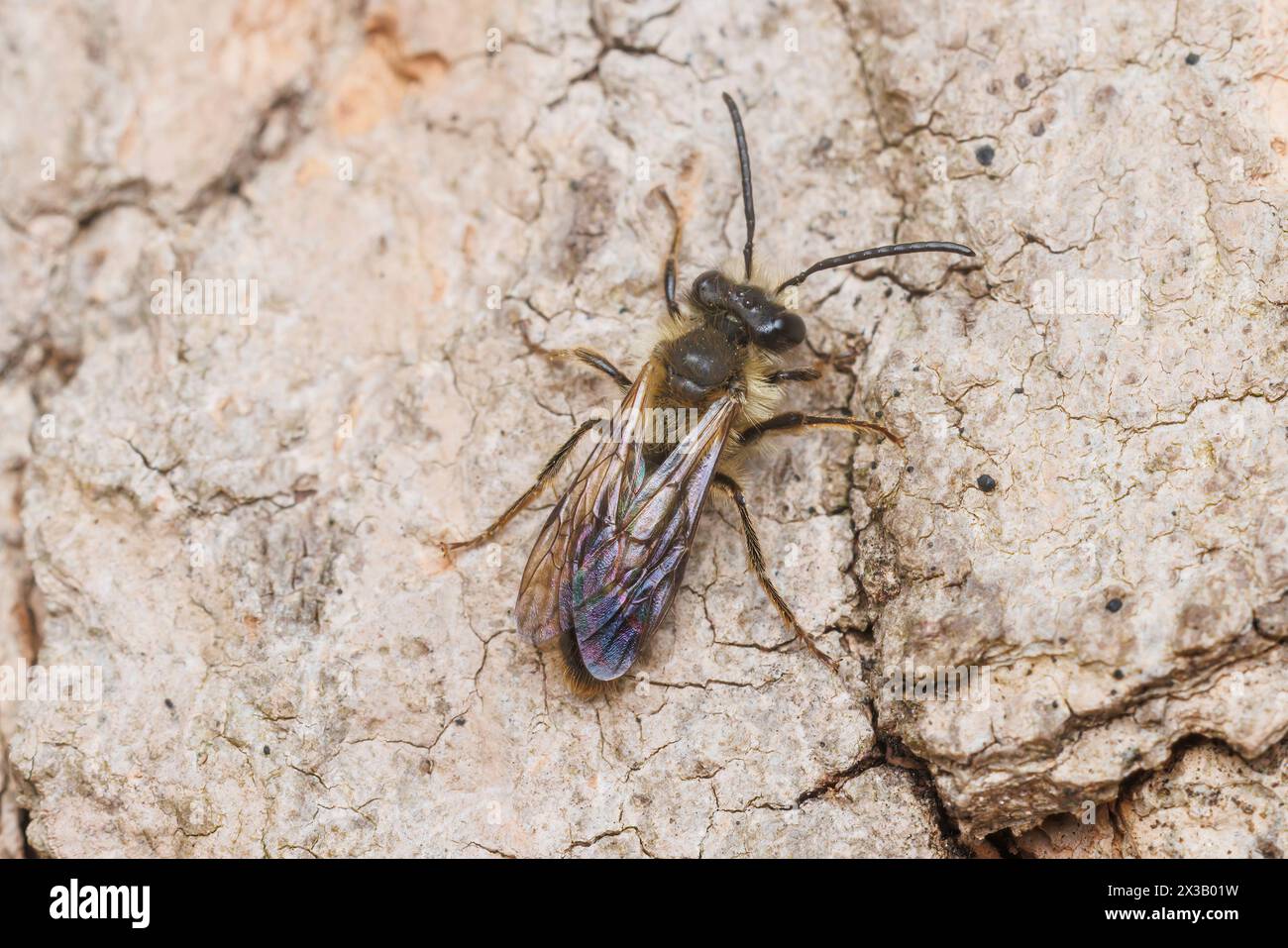 Bergbaubiene (Andrena sp.) Stockfoto