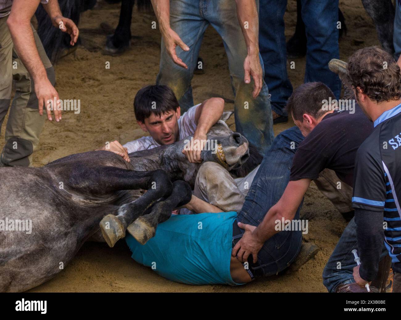 Rapa das Bestas de Sabucedo Stockfoto