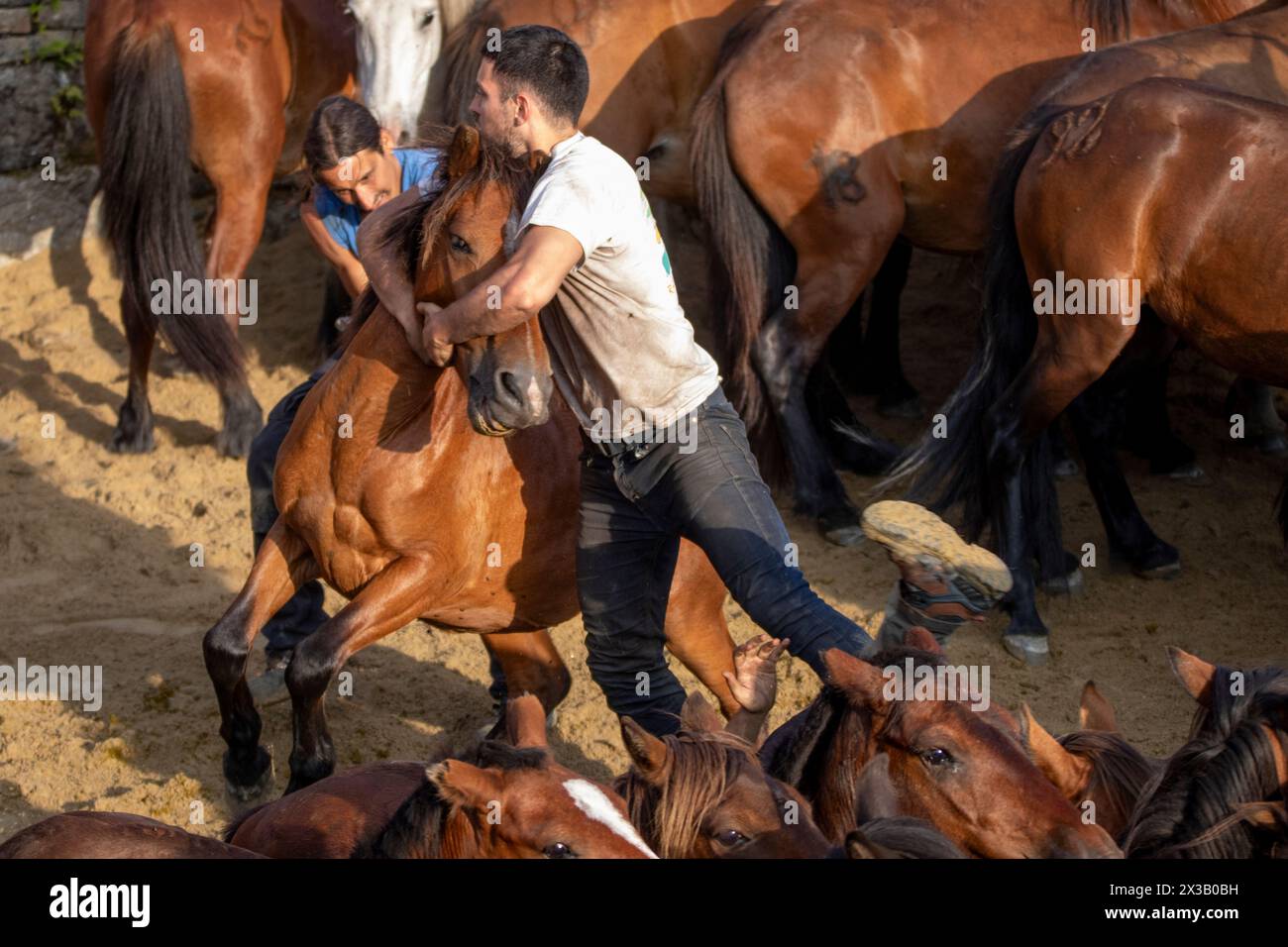 Rapa das Bestas de Sabucedo Stockfoto