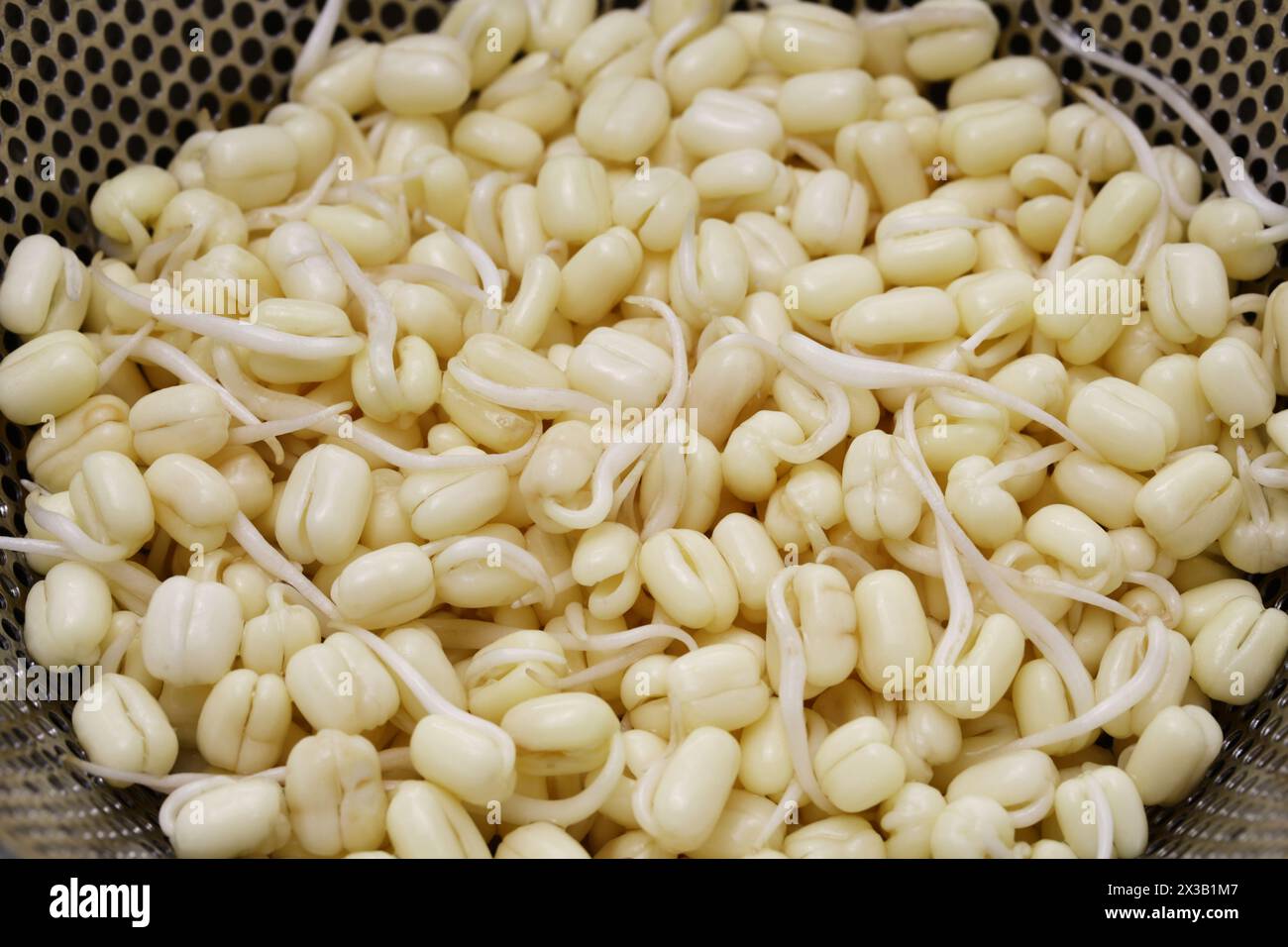 Kurzer Bohnensprossen für Nasi-Rawon aus Mungbohnen. In Indonesien wird er in der Regel als Toge oder tauge bezeichnet. Stockfoto