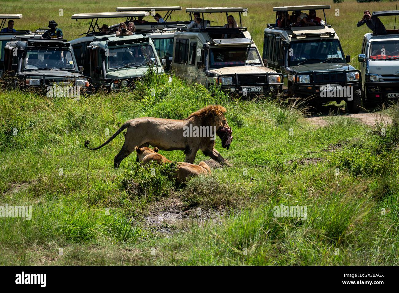 Löwen fressen Beute vor dem Hintergrund von Touristen in einem Jeep. Beobachtung von Tieren in ihrem natürlichen Lebensraum. Afrikanische Safari. Masai Mara Nationalpark Stockfoto