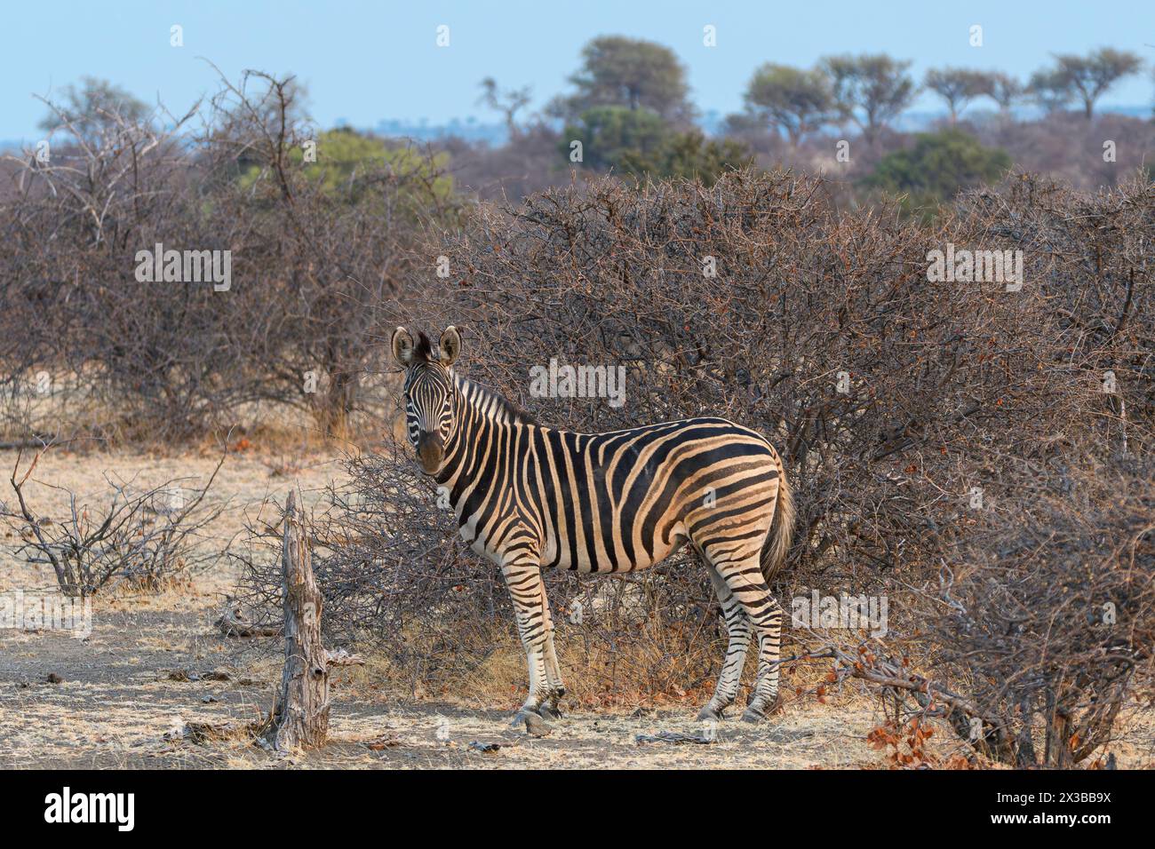 Burchell's Zebra, Equus quagga burchellii, Mashatu Game Reserve, Botswana Stockfoto