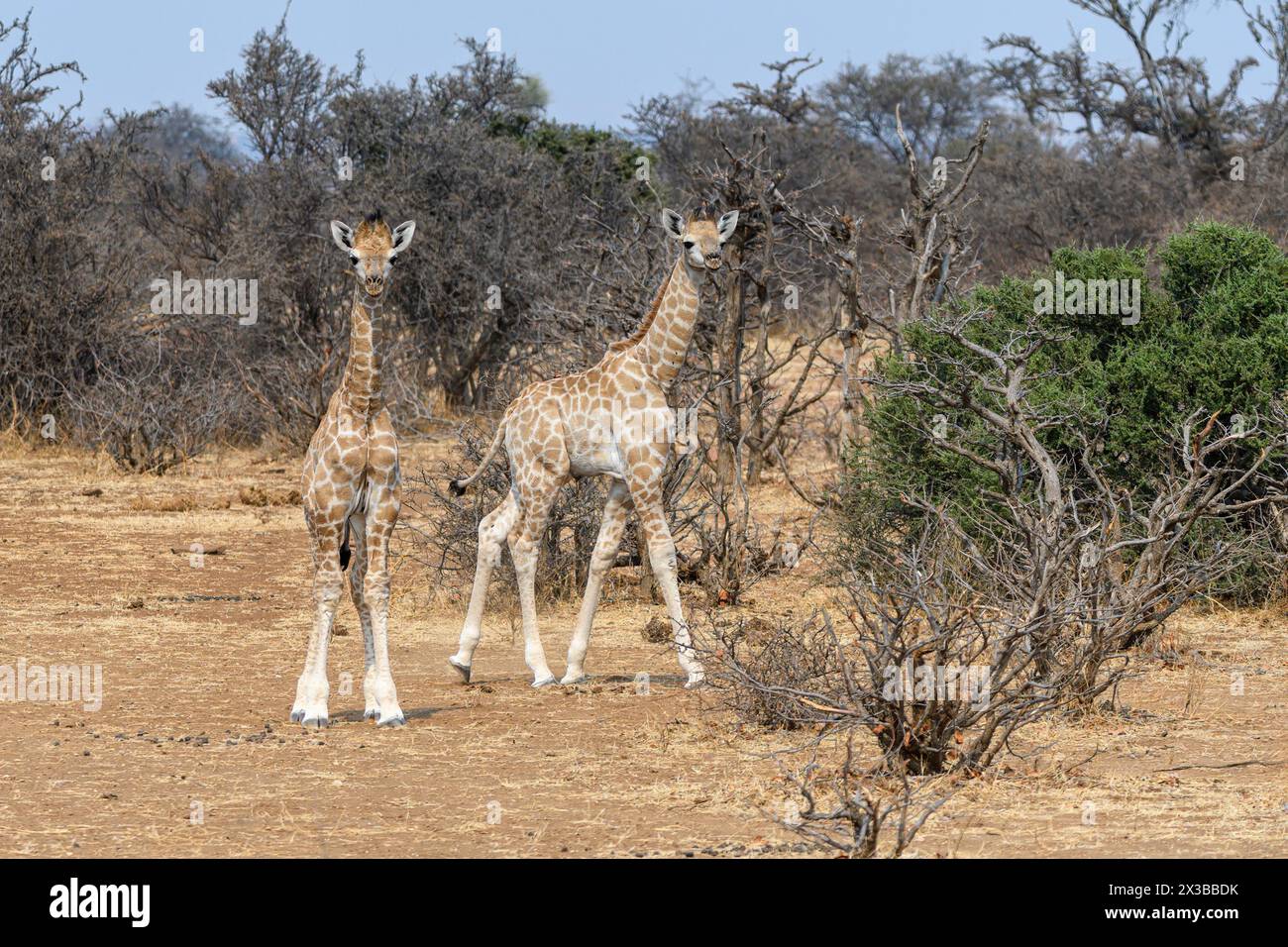 Baby Cape oder südafrikanische Giraffen, Giraffa camelopardalis giraffa, Mashatu Game Reserve, Botswana Stockfoto