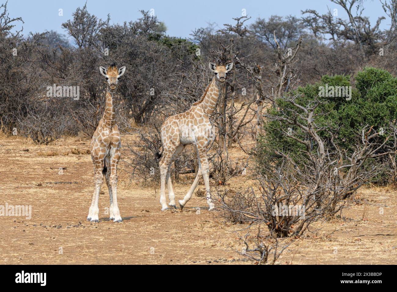 Baby Cape oder südafrikanische Giraffen, Giraffa camelopardalis giraffa, Mashatu Game Reserve, Botswana Stockfoto
