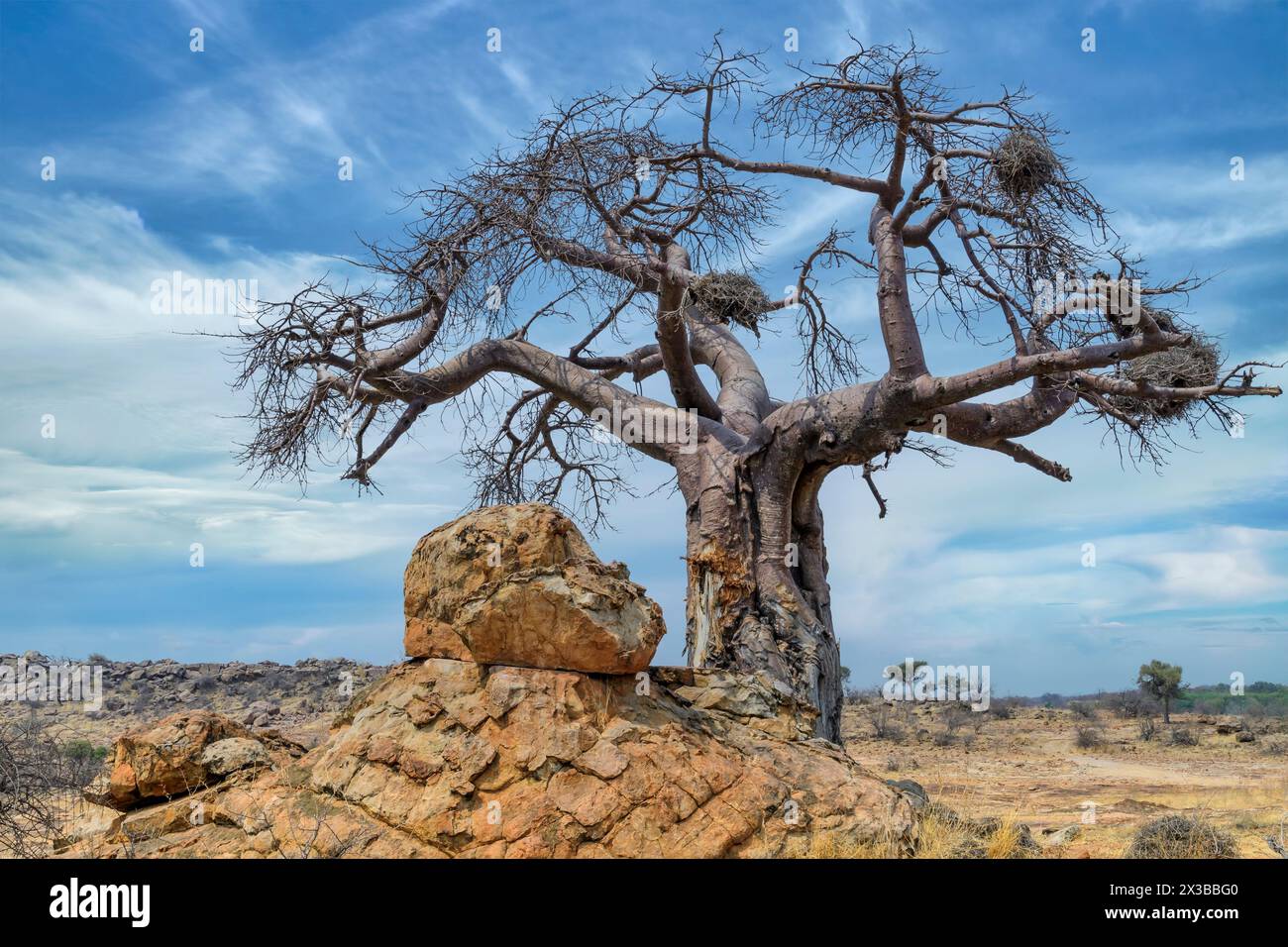 Afrikanischer Baobab-Baum, Adansonia digitata mit Rotschnabelwebernestern, Bulbalornis niger. Der Kofferraum wurde von Elefanten entzogen. Mashatu Stockfoto