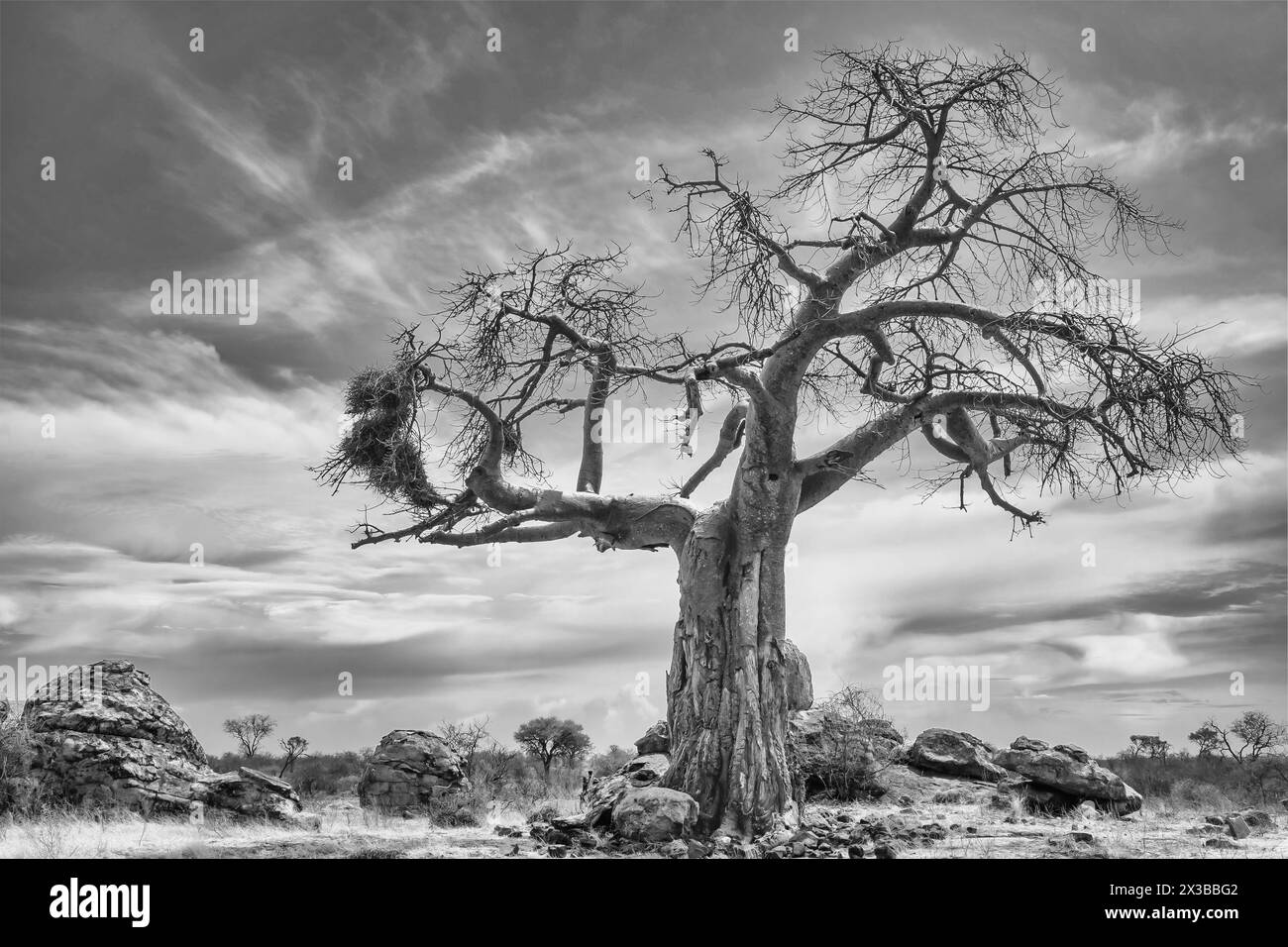 Afrikanischer Baobab-Baum, Adansonia digitata mit Rotschnabelwebernestern, Bulbalornis niger. Mashatu Game Reserve, Botswana Stockfoto