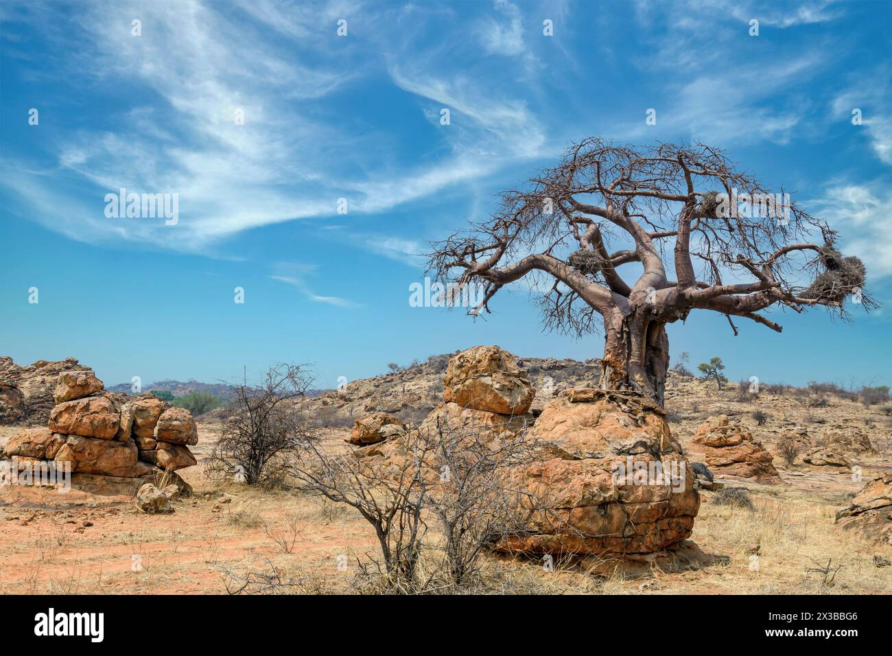 Afrikanischer Baobab-Baum, Adansonia digitata mit Rotschnabelwebernestern, Bulbalornis niger. Mashatu Game Reserve, Botswana. Stockfoto