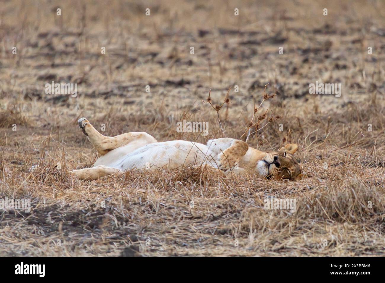 Rusting Female Lion, Panthera leo melanochaita, Mashatu Game Reserve, Botswana Stockfoto