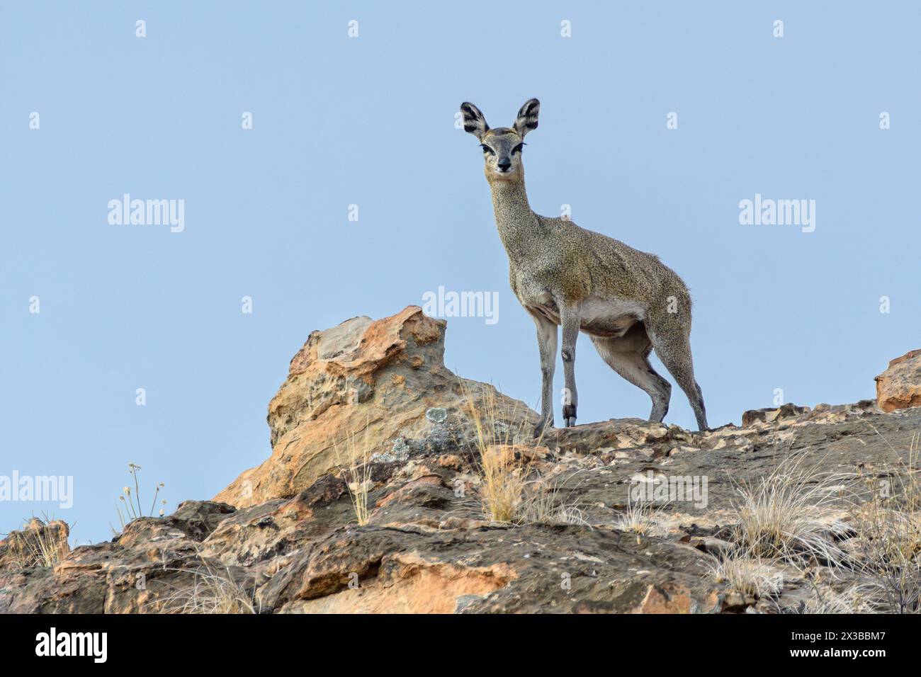 Sambische Klippspringerin, Oreotragus oreotragus centralis, Mashatu Game Reserve, Botswana Stockfoto