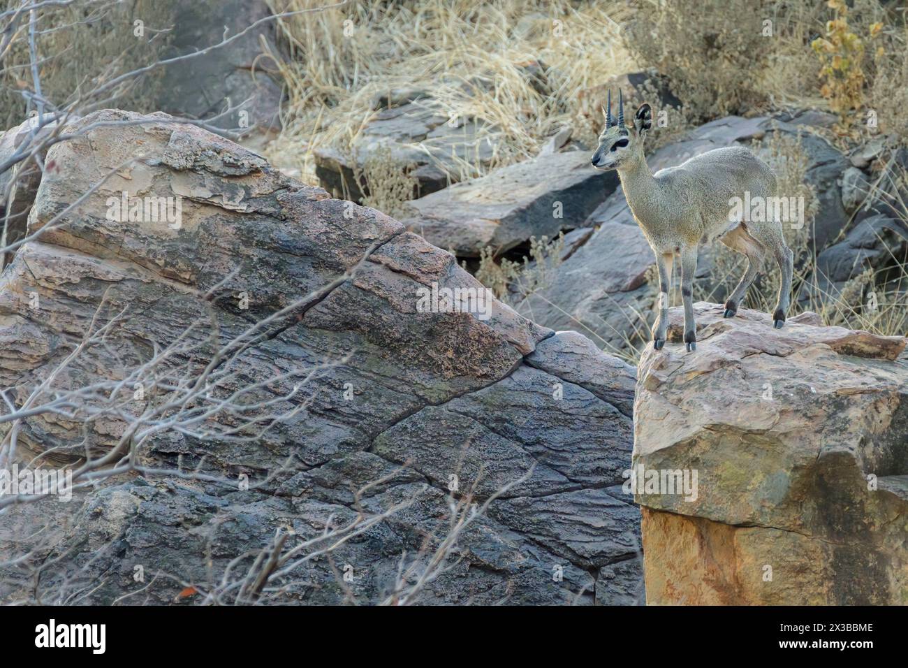 Männlicher sambischer Klippspringer, Oreotragus oreotragus centralis, Mashatu Game Reserve, Botswana Stockfoto
