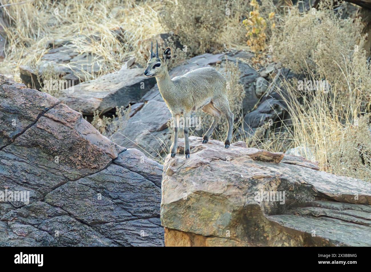 Männlicher sambischer Klippspringer, Oreotragus oreotragus centralis, Mashatu Game Reserve, Botswana Stockfoto