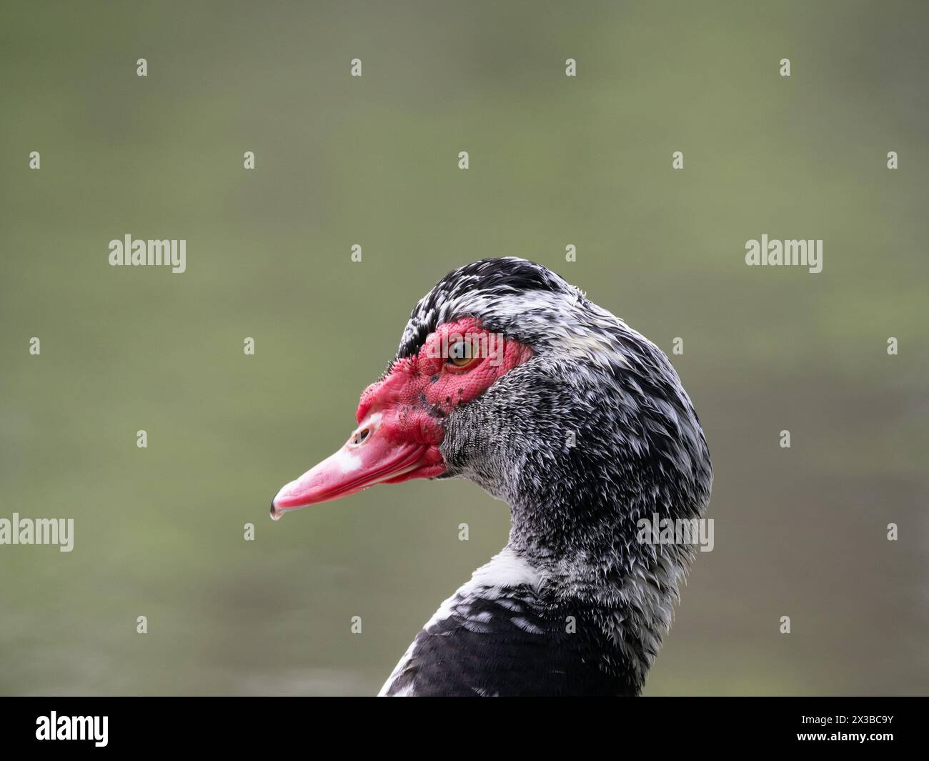 Nahaufnahme des Kopfes und der Brust einer Moschusente mit einem Wassertropfen auf dem Schnabel. Es ist im Profil nach links abgebildet. Fotografiert mit einem flachen Stockfoto