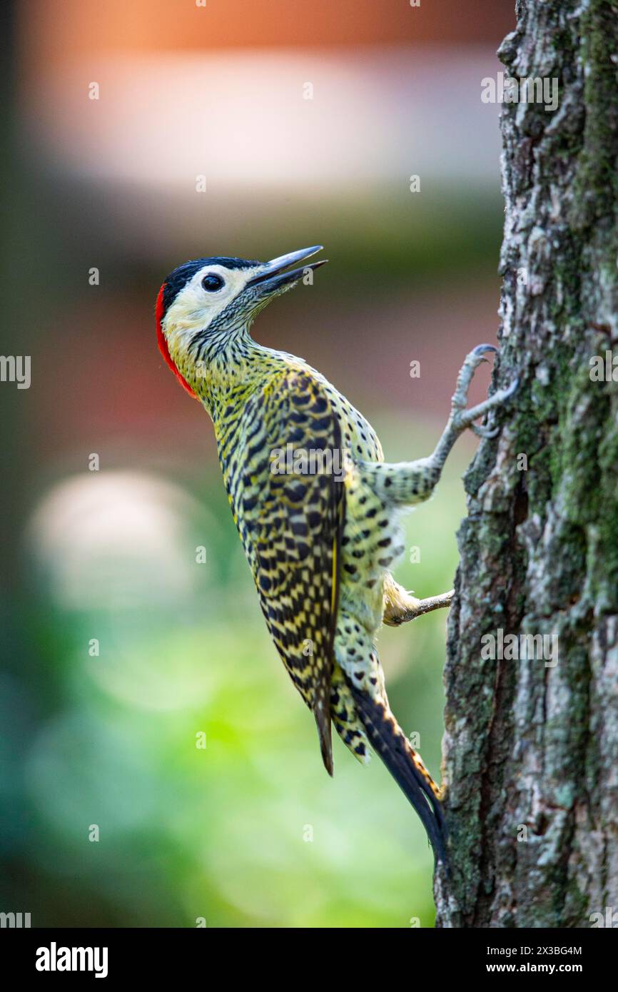 Grünspecht (Colaptes melanochlorus) Pantanal Brasilien Stockfoto