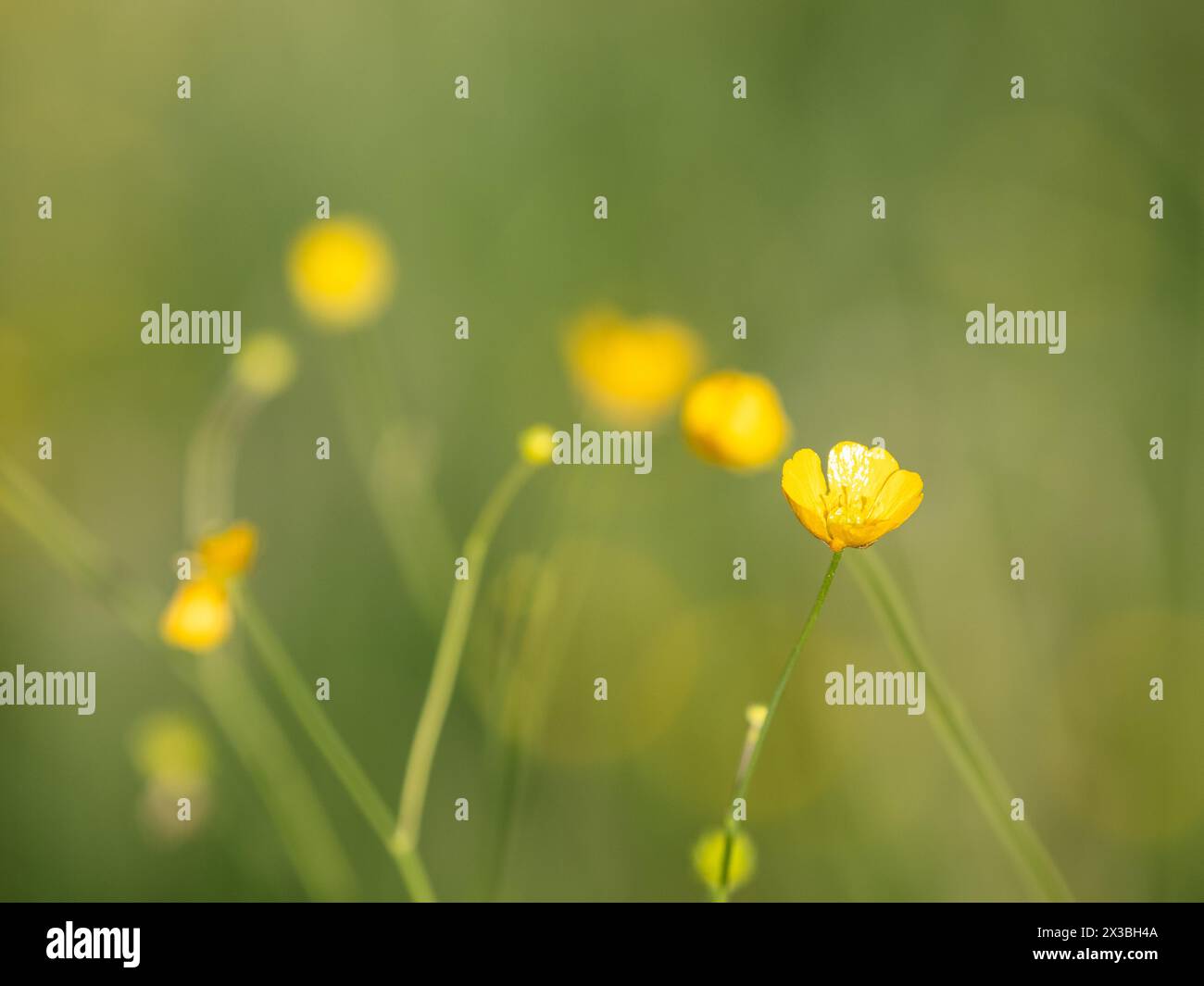 Große Butterblume (Ranunculus acris), Butterblume, gewöhnliche Butterblume, Riegersburg, Steiermark, Österreich Stockfoto