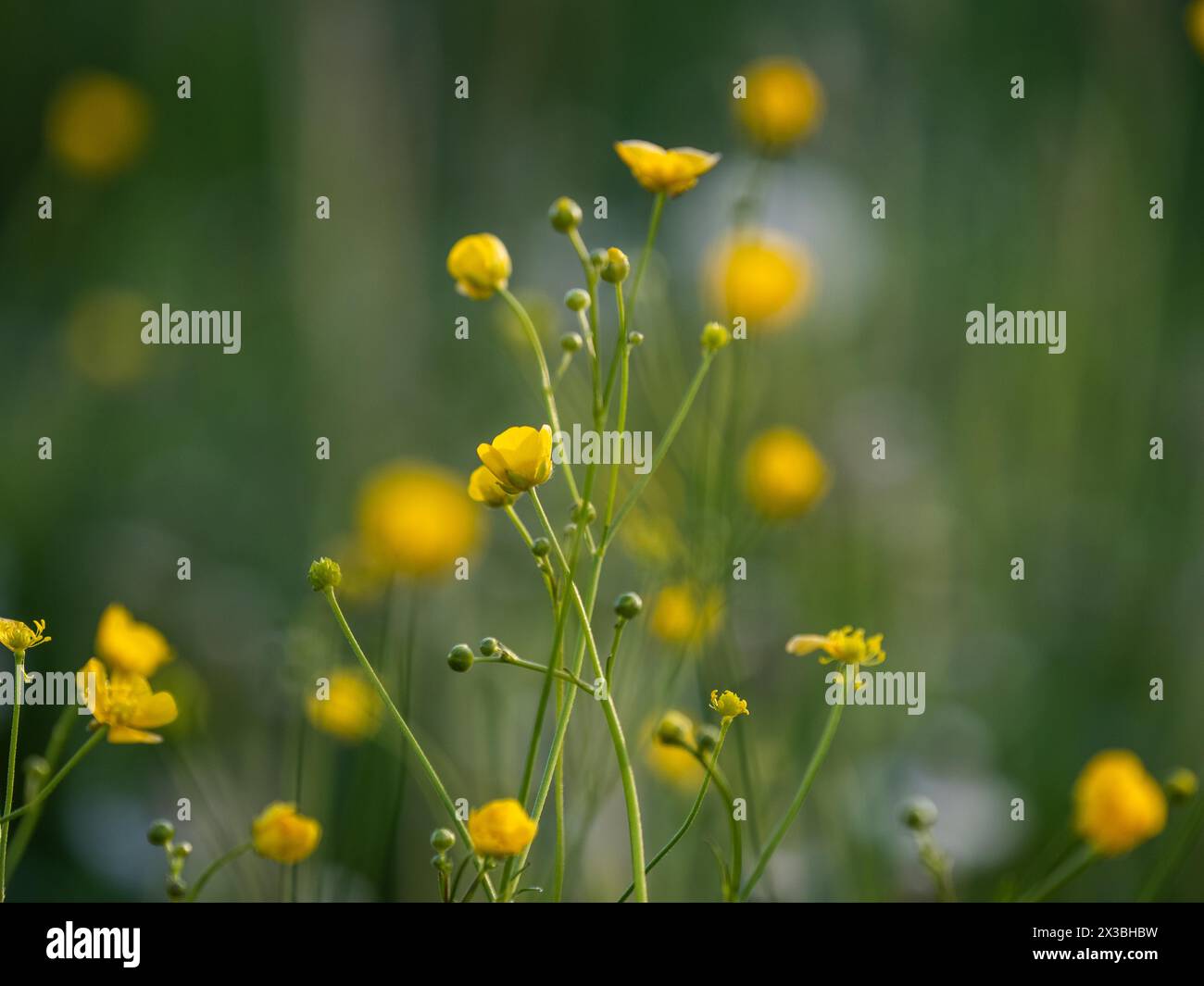 Große Butterblume (Ranunculus acris), Butterblume, gewöhnliche Butterblume, Riegersburg, Steiermark, Österreich, Europa Stockfoto