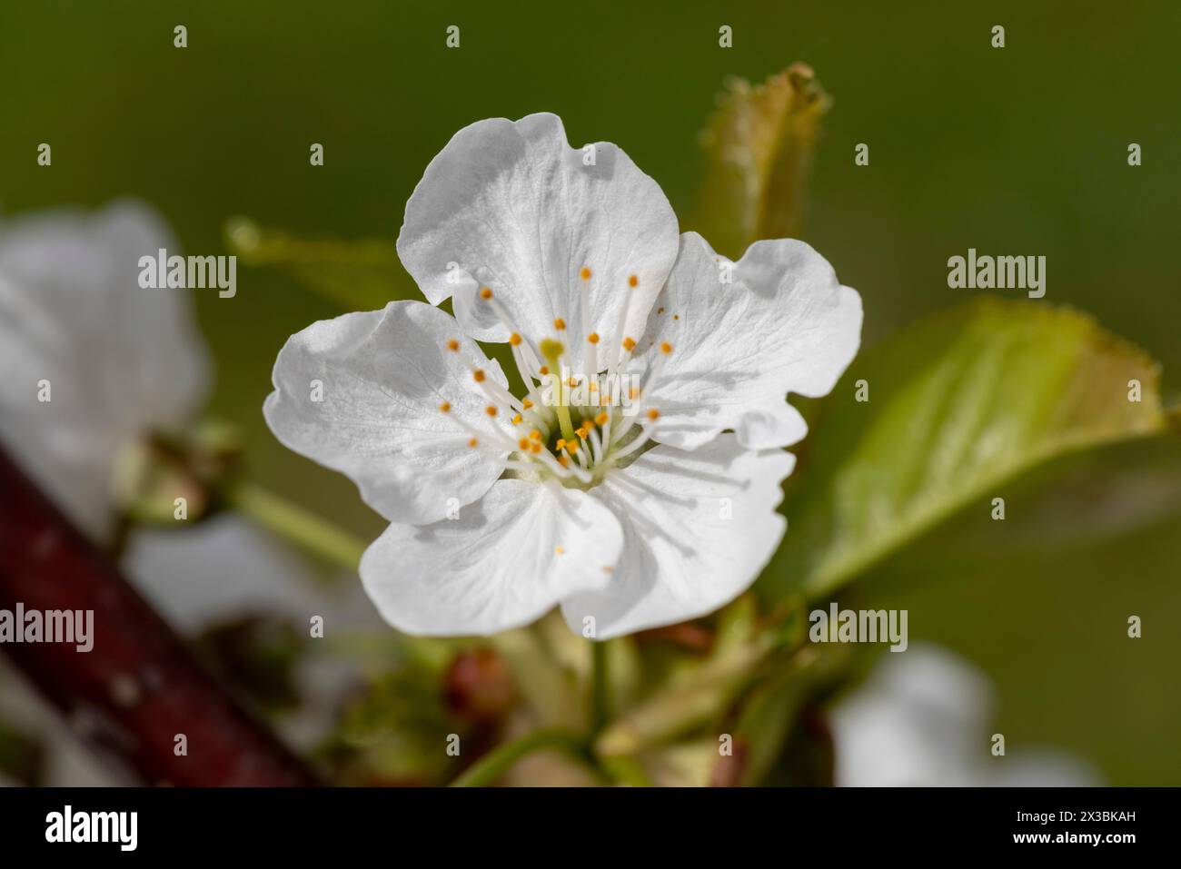 Blüte, Sorte Kordia (prunus kordia), Kirschblüte, Wisen, Solothurn, Schweiz Stockfoto