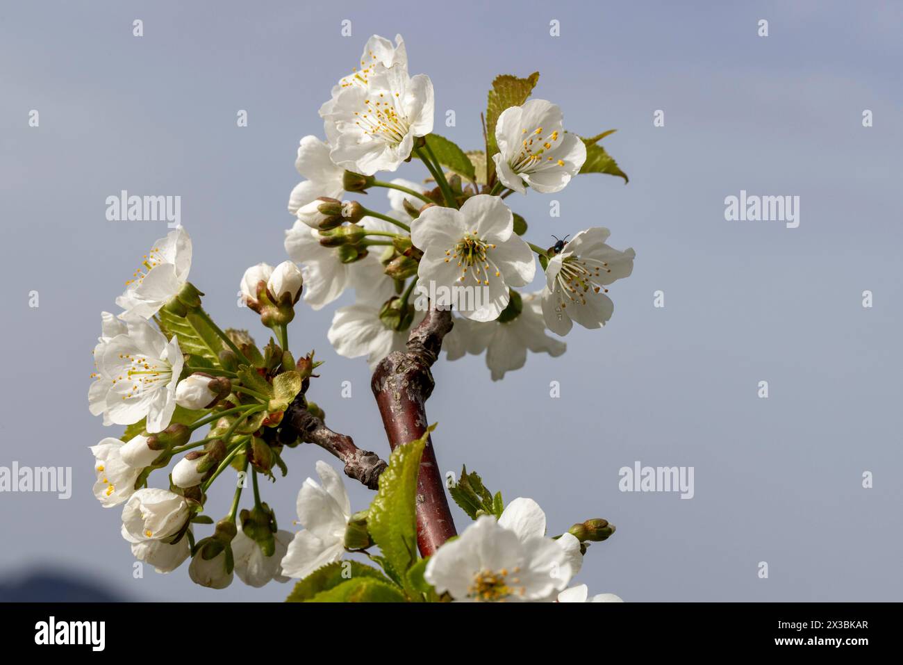 Blüte, Sorte Kordia (prunus kordia), Kirschblüte, Wisen, Solothurn, Schweiz Stockfoto