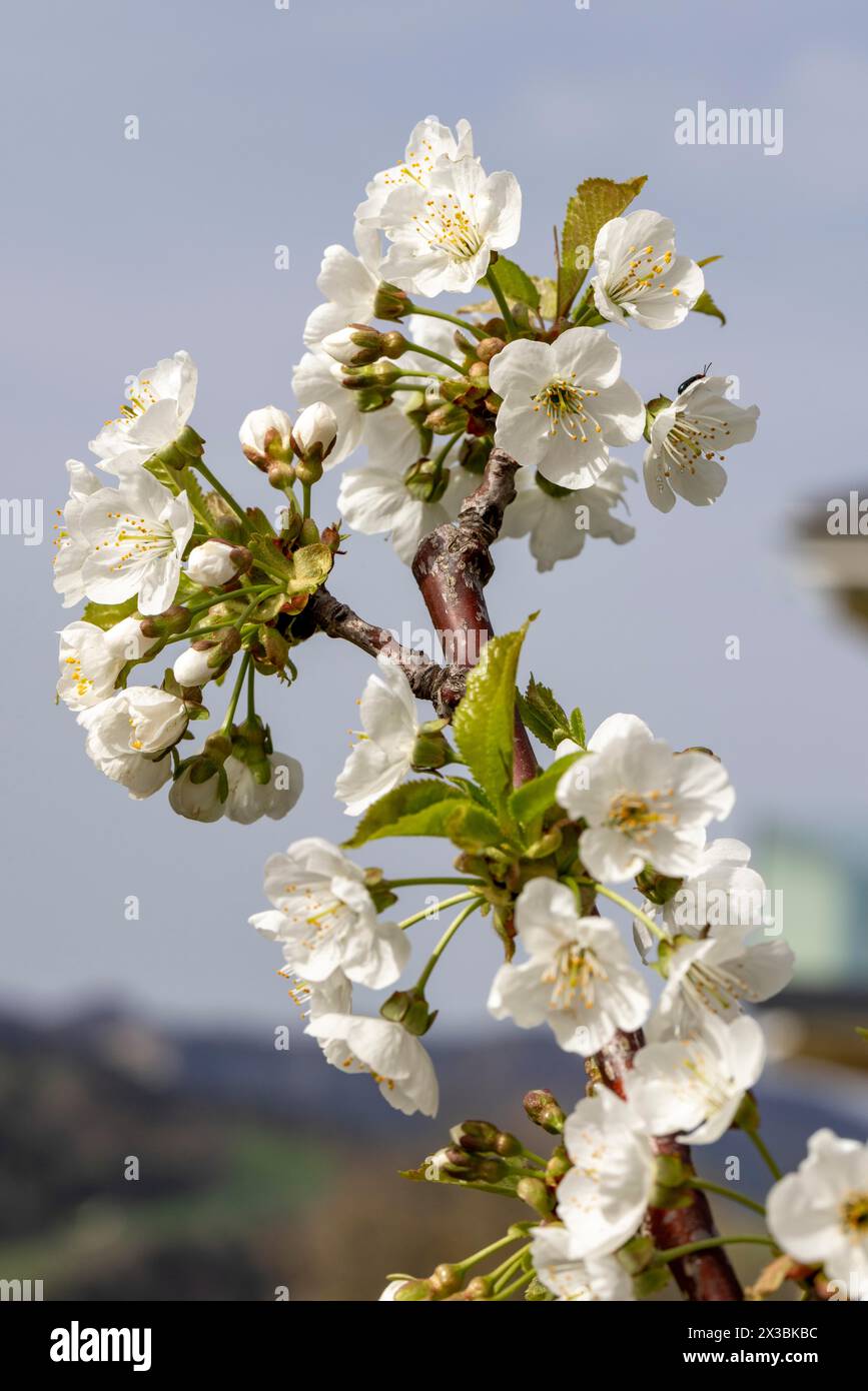 Blüte, Sorte Kordia (prunus kordia), Kirschblüte, Wisen, Solothurn, Schweiz Stockfoto