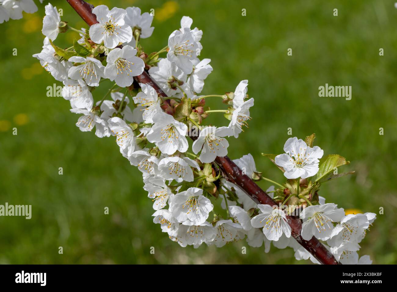 Blüte, Sorte Kordia (prunus kordia), Kirschblüte, Wisen, Solothurn, Schweiz Stockfoto