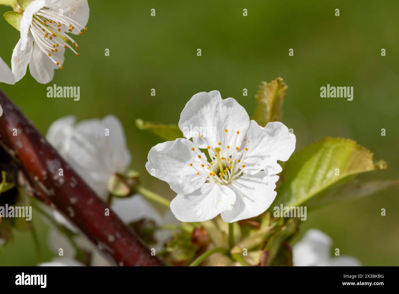 Blüte, Sorte Kordia (prunus kordia), Kirschblüte, Wisen, Solothurn, Schweiz Stockfoto
