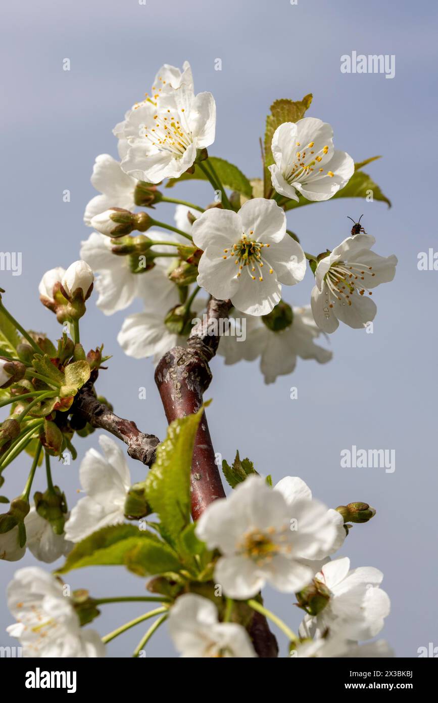 Blüte, Sorte Kordia (prunus kordia), Kirschblüte, Wisen, Solothurn, Schweiz Stockfoto