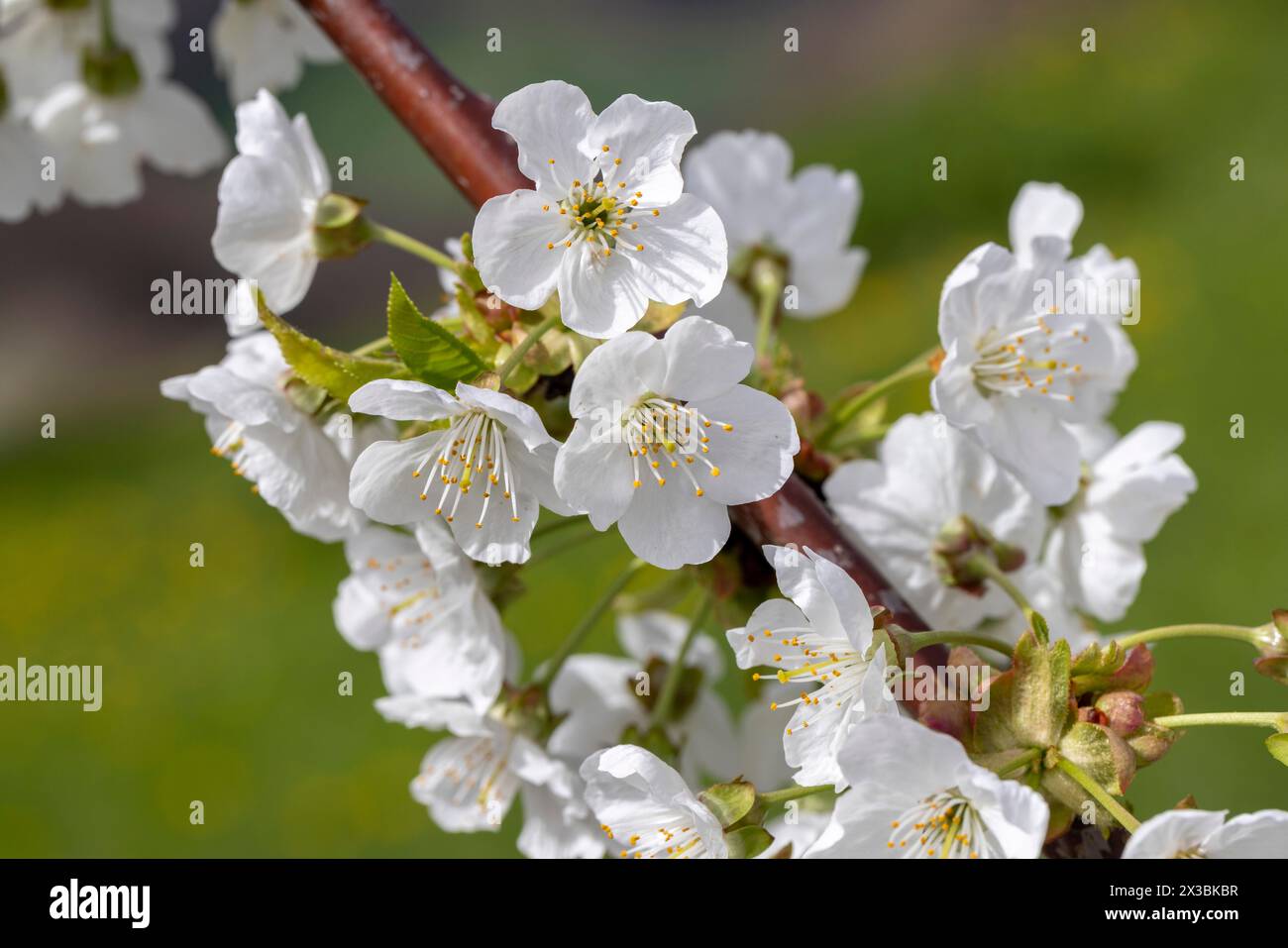 Blüte, Sorte Kordia (prunus kordia), Kirschblüte, Wisen, Solothurn, Schweiz Stockfoto