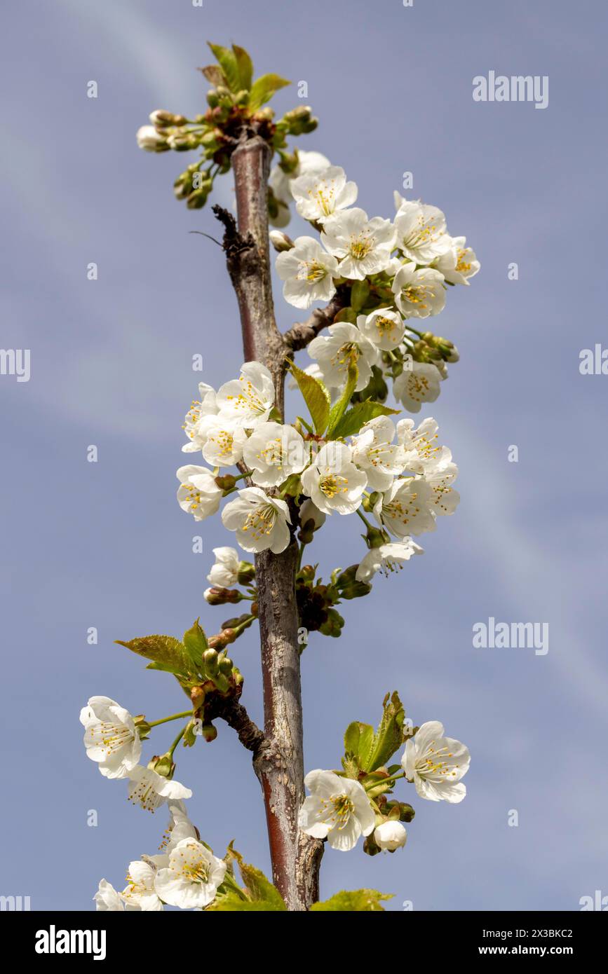Blüte, Sorte Kordia (prunus kordia), Kirschblüte, Wisen, Solothurn, Schweiz Stockfoto