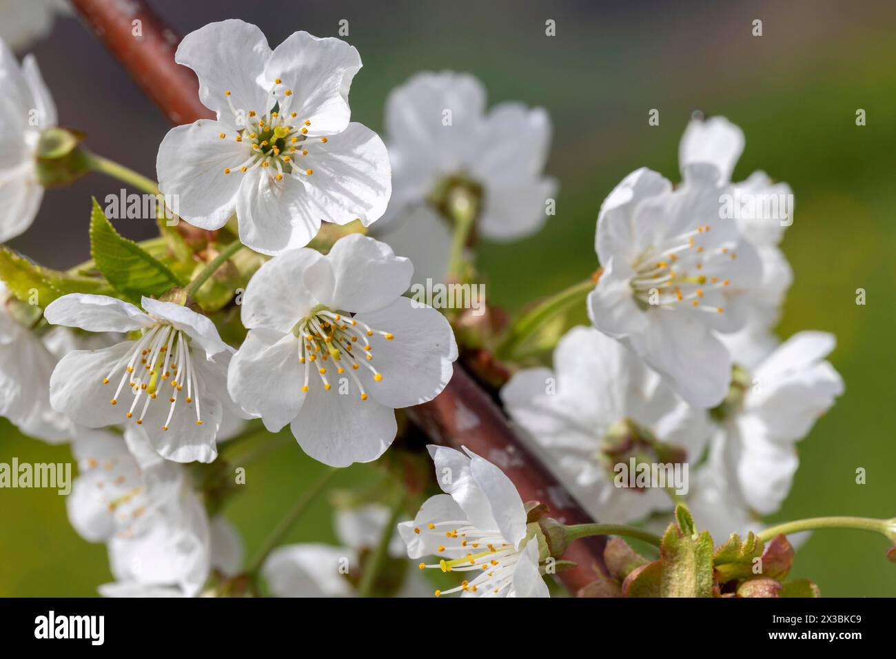 Blüte, Sorte Kordia (prunus kordia), Kirschblüte, Wisen, Solothurn, Schweiz Stockfoto