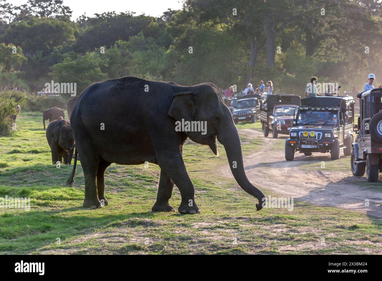 Eine Herde wilder Elefanten zieht am späten Nachmittag an einer Flotte von Safari-Jeeps im Minneriya-Nationalpark im Zentrum von Sri Lanka vorbei. Stockfoto