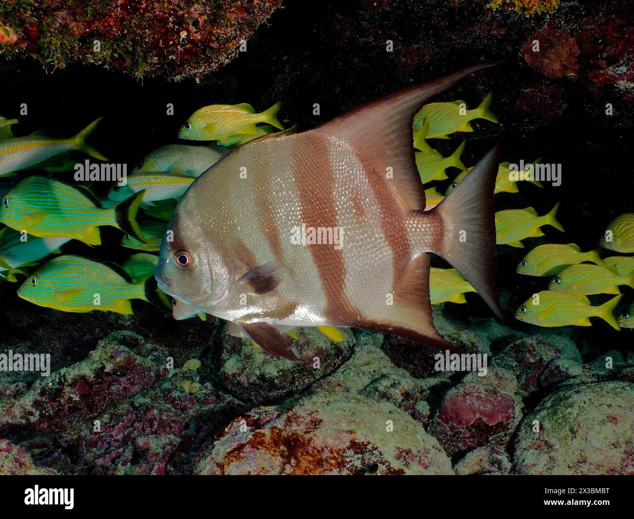 Atlantischer Spadefish (Chaetodipterus faber) mit markanten Streifen, Tauchplatz John Pennekamp Coral Reef State Park, Key Largo, Florida Keys Stockfoto