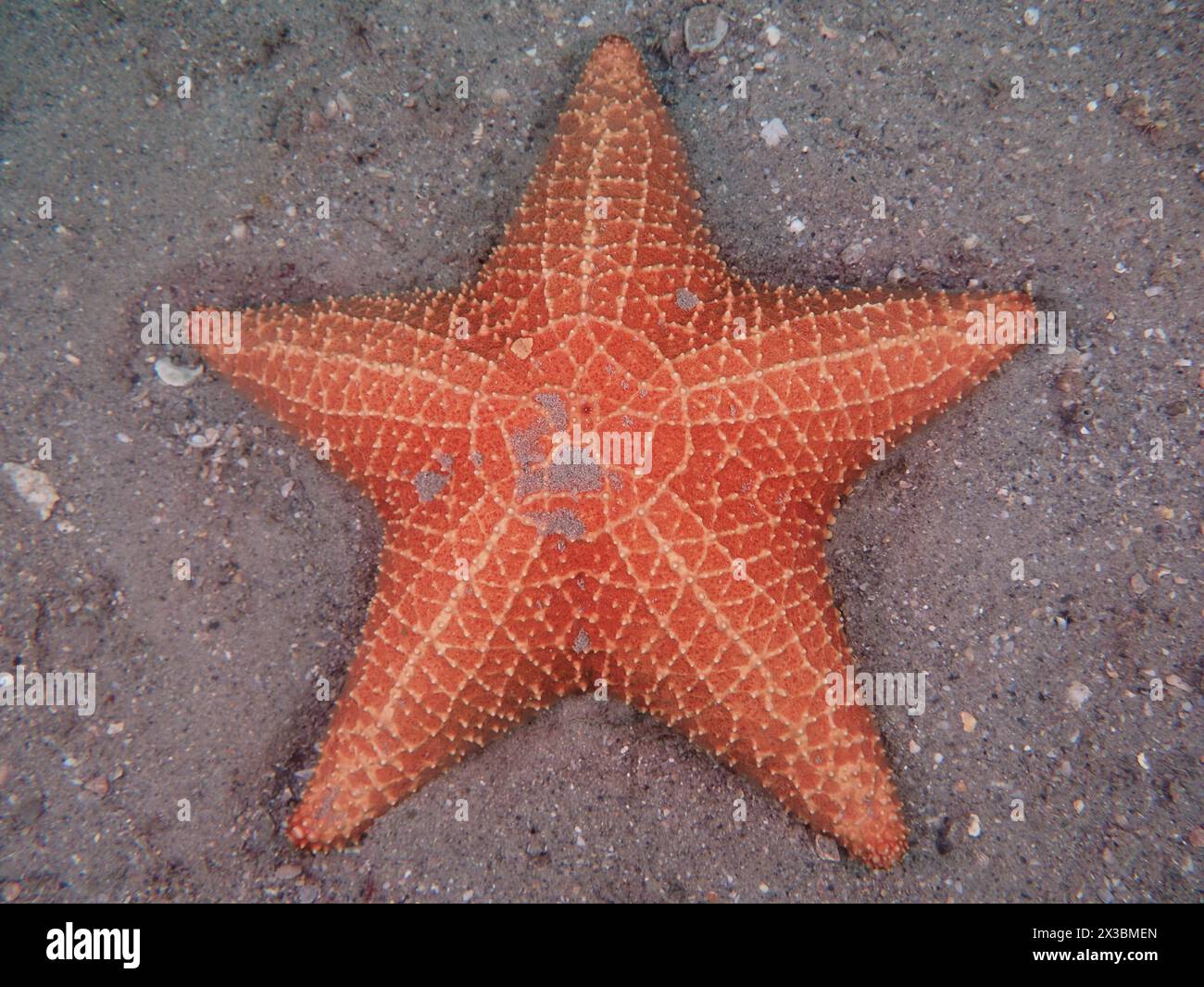 Ein roter Seestern, ein roter Seestern (Oreaster reticulatus), liegt auf sandigem Boden im Meer. Tauchplatz Blue Heron Bridge, Phil Foster Park, Riviera Stockfoto