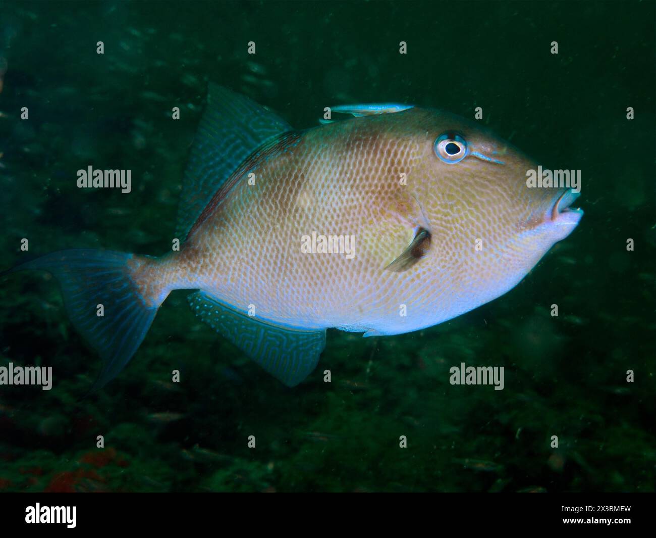 Grauer Drückerfisch (Balistes capriscus), Tauchplatz Rolex Reef, Riff, Destin, Panhandle, Golf von Mexiko, Florida, USA Stockfoto