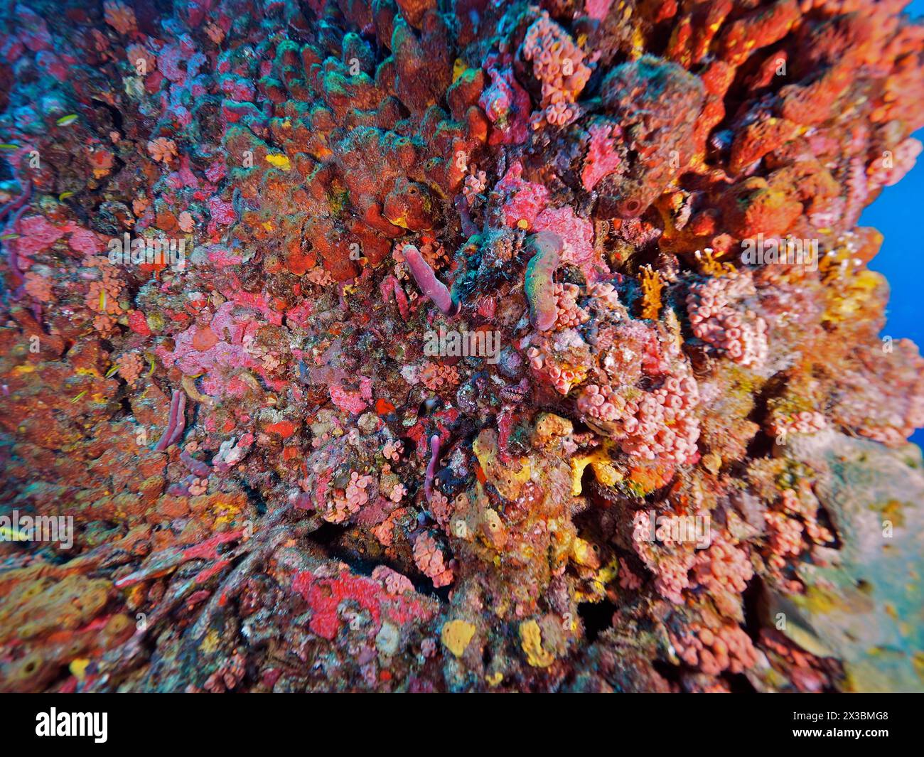 Farbenfrohe Unterwasservegetation mit verschiedenen Farben und Texturen. Wrack der USS Spiegel Grove, Tauchplatz John Pennekamp Coral Reef State Stockfoto