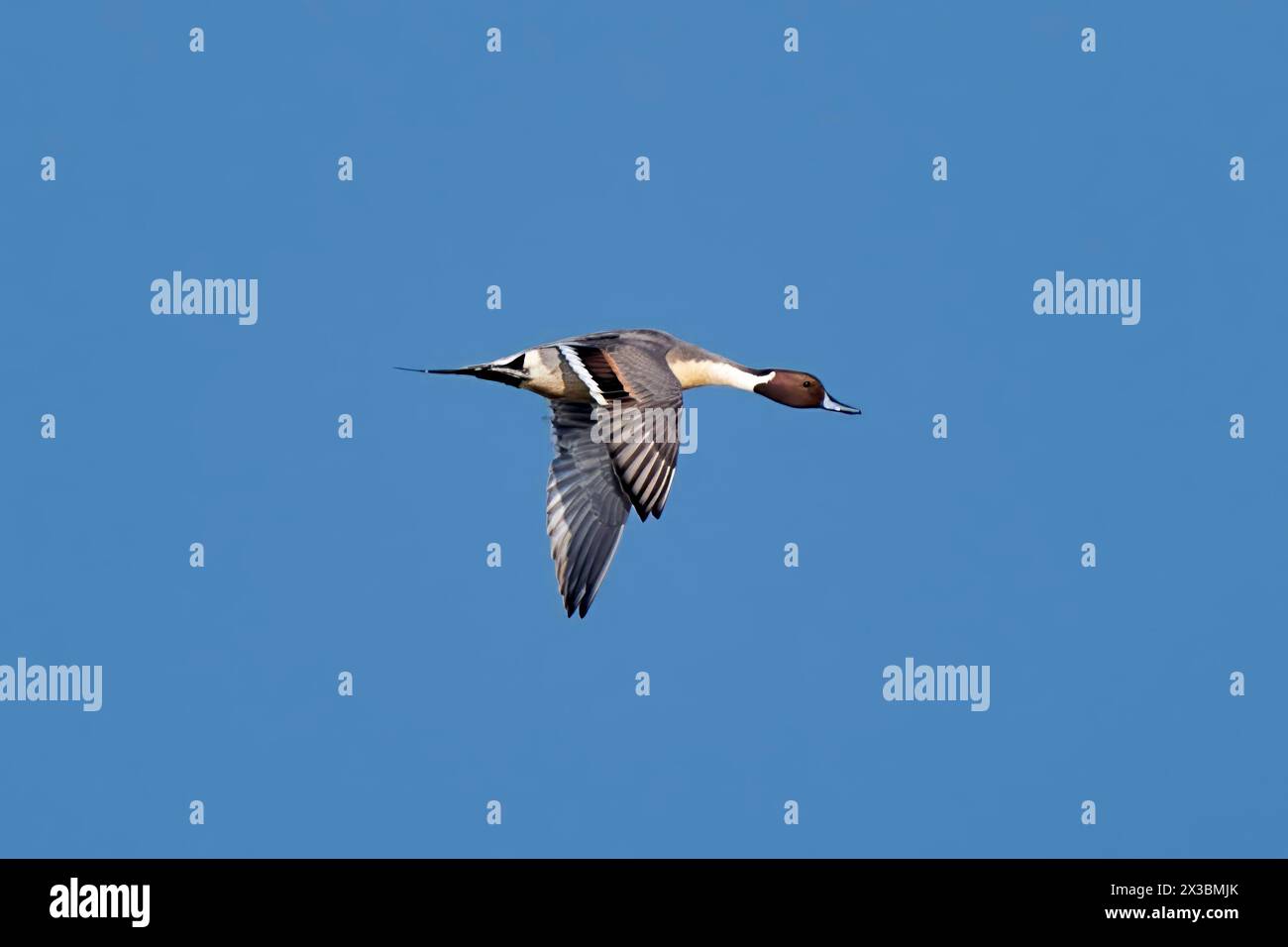 Ein Entenvogel mit schwarz-weißen Flügeln fliegt elegant am blauen Himmel Stockfoto