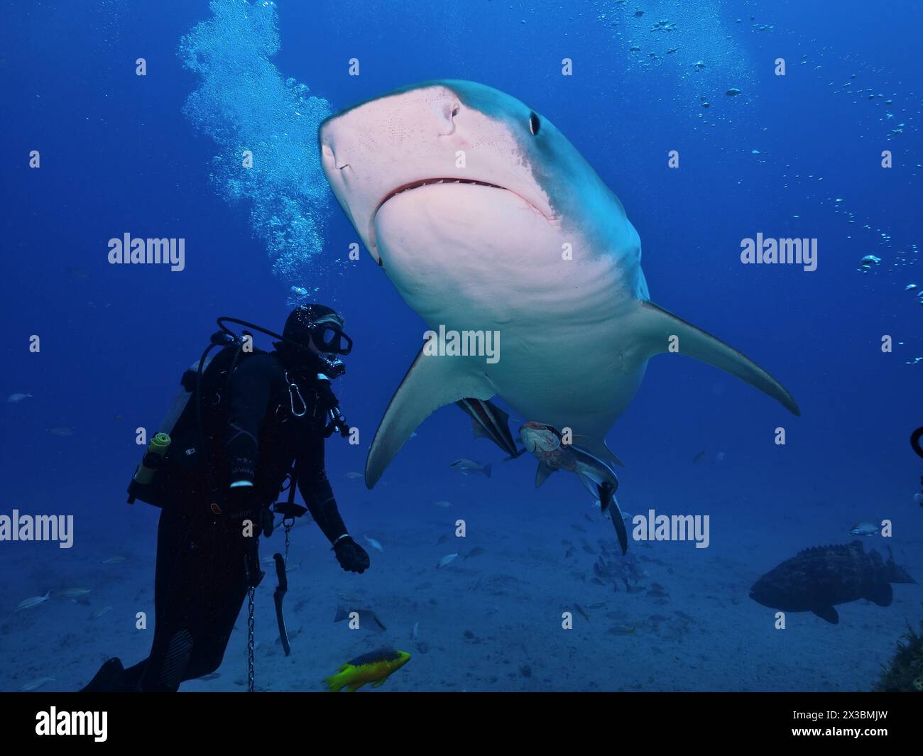 Ein Zitronenhai (Negaprion brevirostris) nähert sich einem Taucher im tiefblauen Wasser des Ozeans. Tauchplatz Bonair, Jupiter, Florida, USA Stockfoto