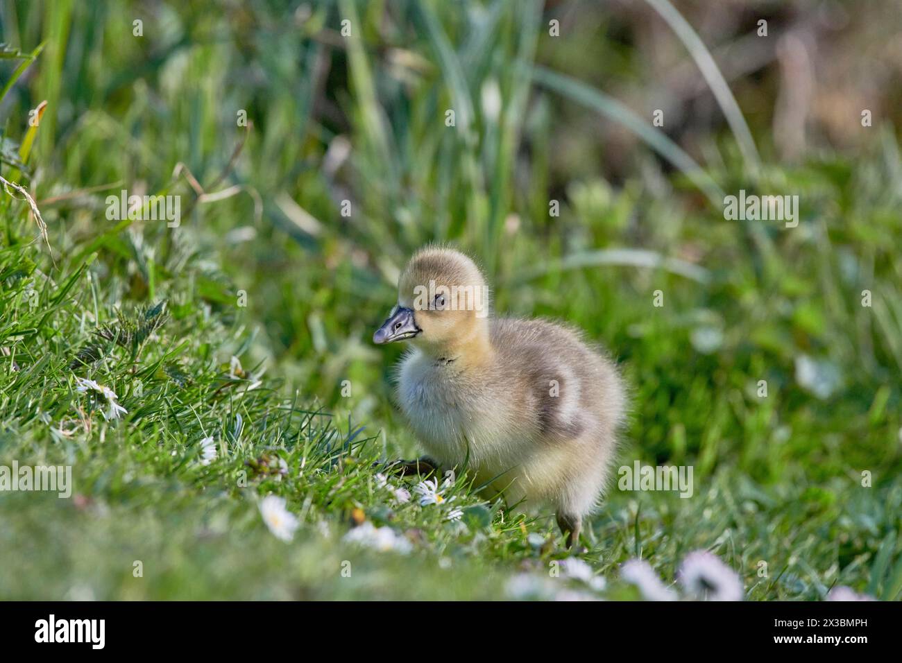 Eine flauschige graue Gänseküke (Anser anser) steht im grünen Gras und blickt zur Seite, Mühlenteich, Wismar, Mecklenburg-Vorpommern, Deutschland Stockfoto