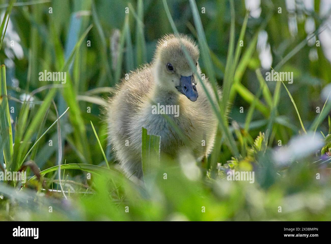 Eine flauschige graue Gänseküke (Anser anser) steht im grünen Gras, Mühlenteich, Wismar, Mecklenburg-Vorpommern Stockfoto