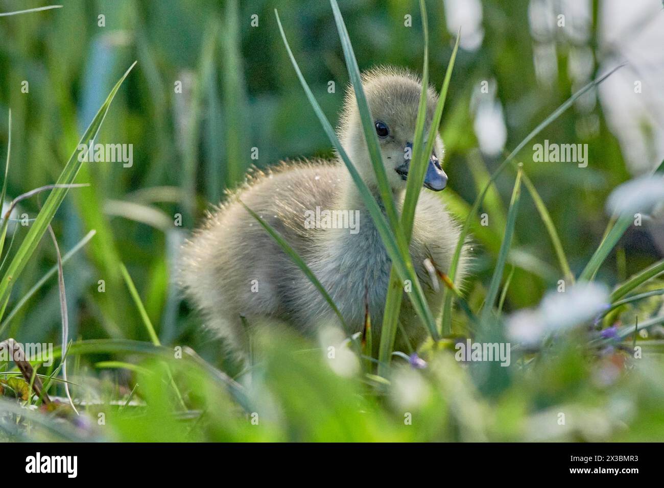 Eine flauschige graue Gänseküke (Anser anser) steht im grünen Gras, Mühlenteich, Wismar, Mecklenburg-Vorpommern Stockfoto