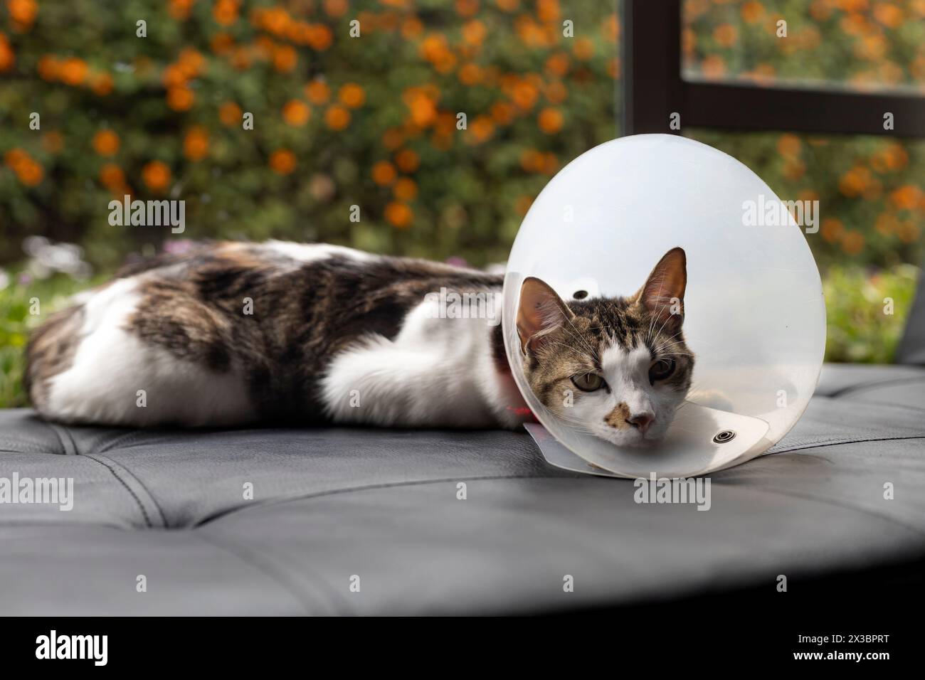 Eine kranke Katze, die sich hinlegt und in die Kamera blickt, mit einem Plastikhalsband am Kopf Stockfoto