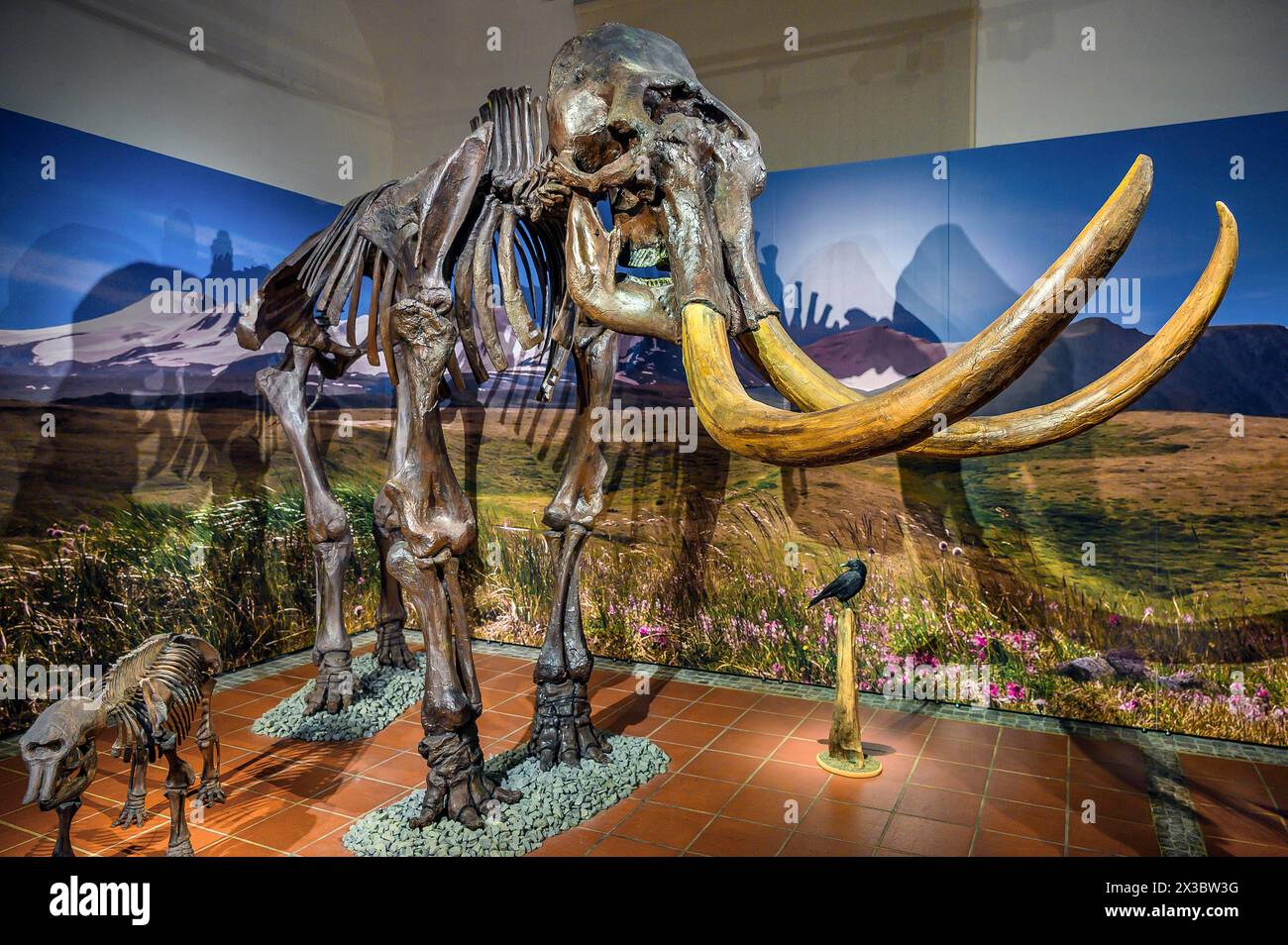 Skelett des Wollammuts (Mammuts primigenius), Ausstellung Eiszeit Safari Allgaeu im Marstall, Kempten, Allgaeu. Bayern, Deutschland Stockfoto