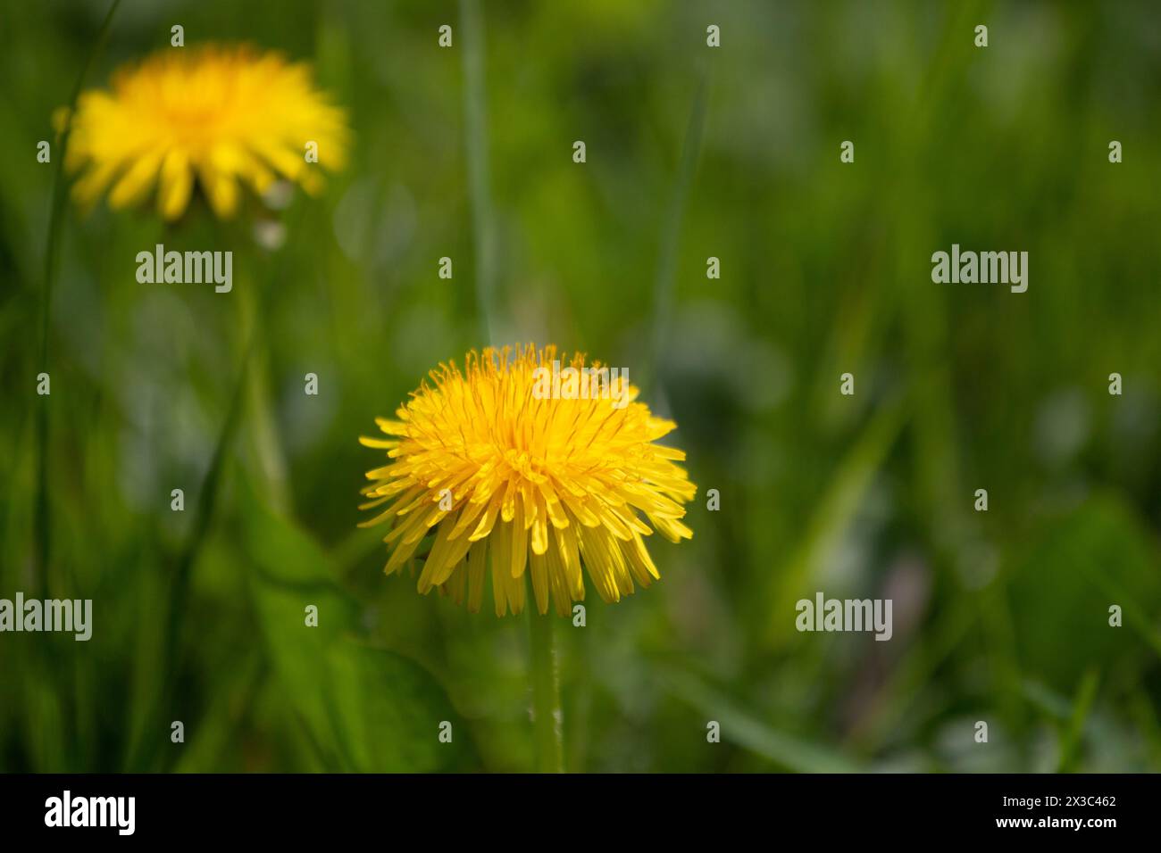 Pissenlit Stockfoto