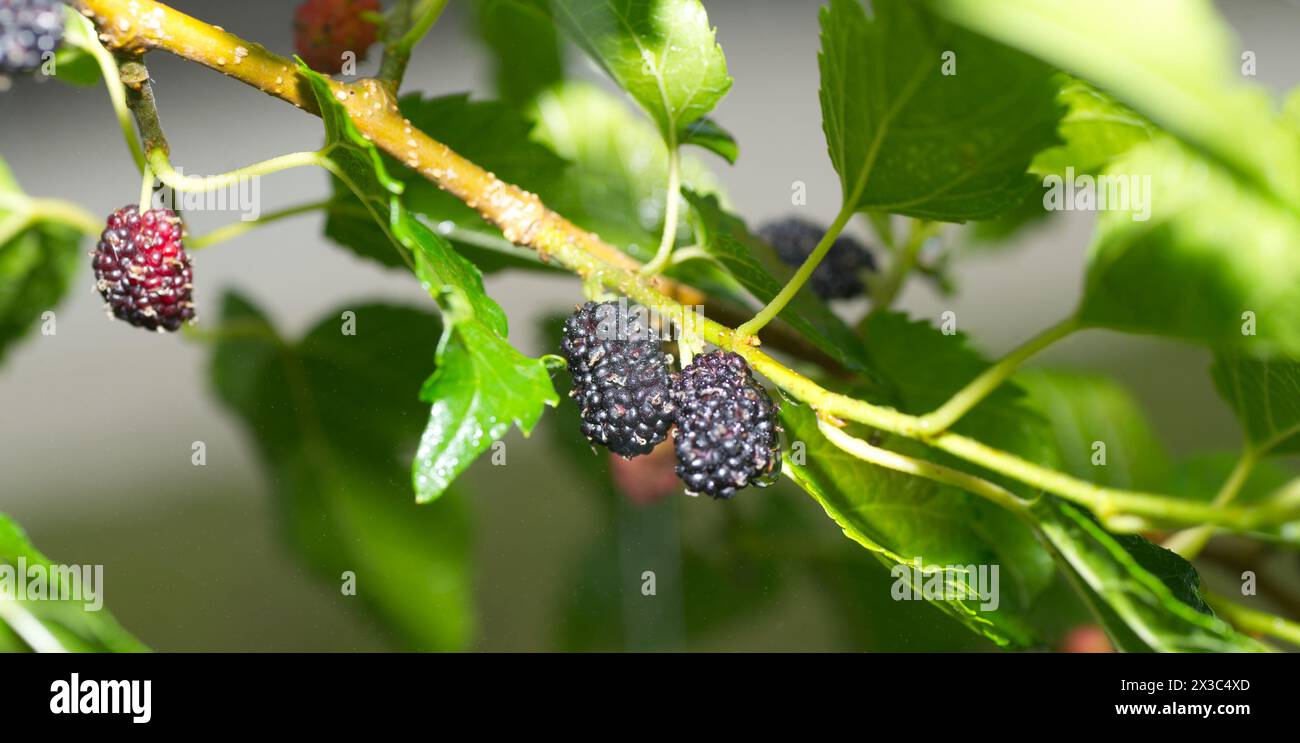 Wilde frische schwarze Maulbeerfrucht - morus nigra - wächst auf dem Baum und ist eine zusammengesetzte Ansammlung von mehreren kleinen, dunkelvioletten Drümpfen, alm Stockfoto