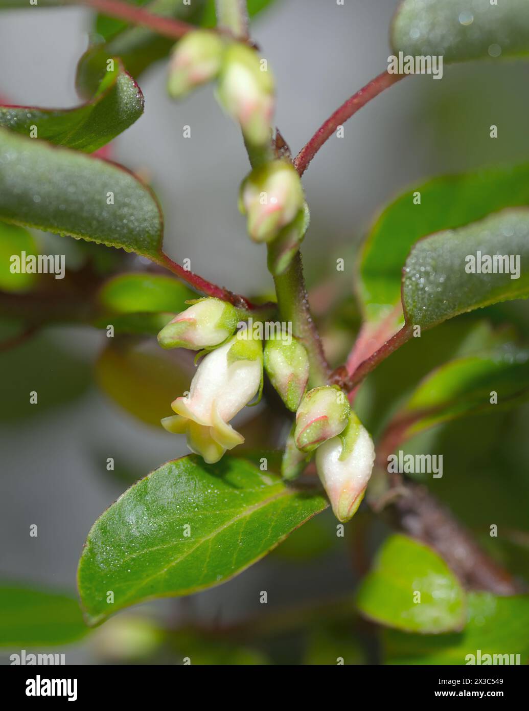 Native Persimmon, American Common Persimmon - Diospyros virginiana - gemeiner Baum in Zentral-Florida und den südlichen Vereinigten Staaten. Zeigt neues Wachstum Stockfoto