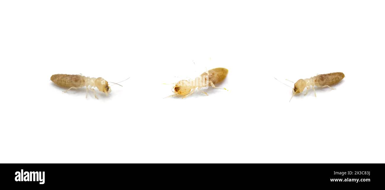 östliche unterirdische Termite - Reticulitermes flavipes - die häufigste Termite, die in Amerika gefunden wird, und die wichtigsten Holz zerstörenden Insekten in den Vereinigten Staaten Stockfoto